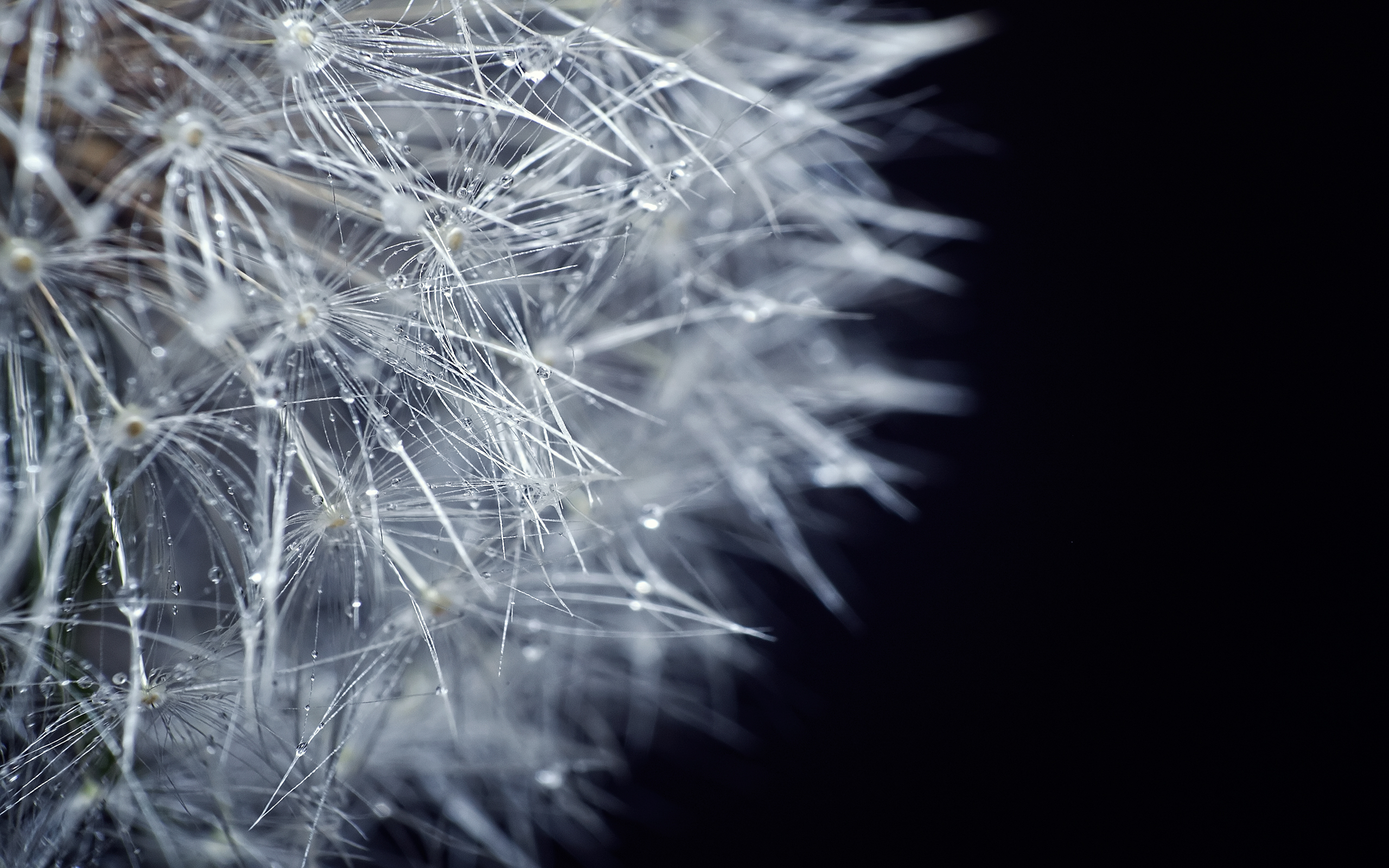 Free download wallpaper Earth, Dandelion on your PC desktop