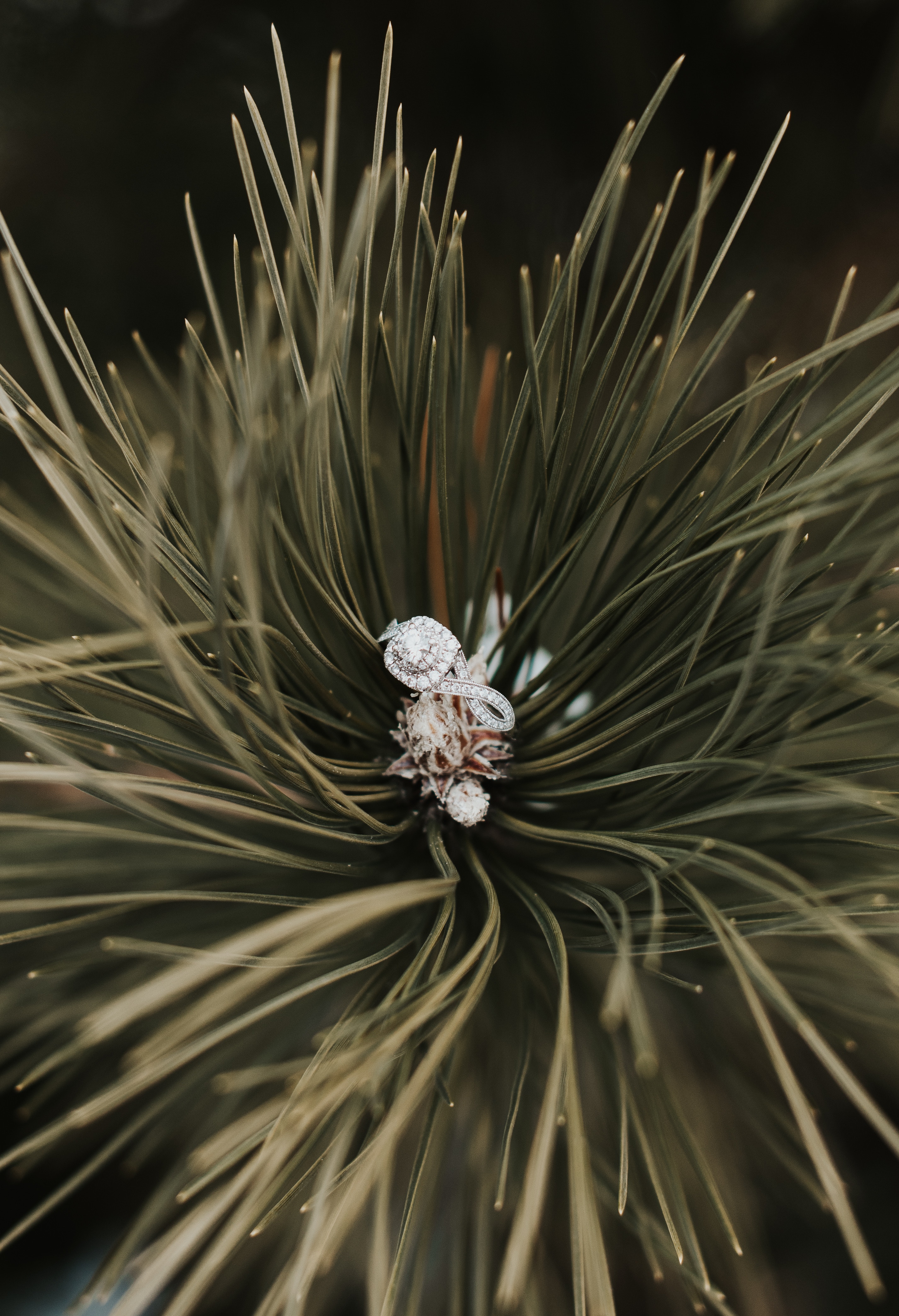 Download mobile wallpaper Branch, Spruce, Fir, Needle, Macro, Ring for free.
