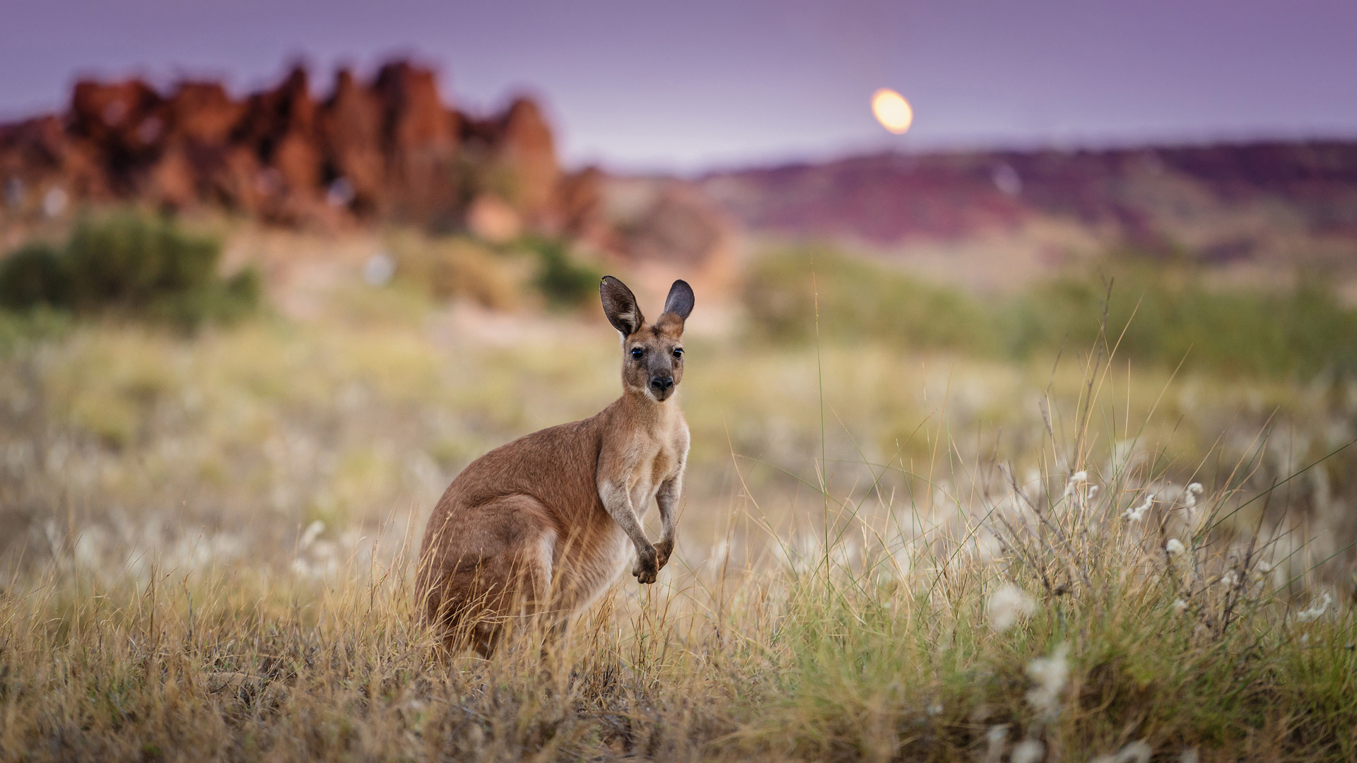 745127 télécharger l'image animaux, kangourou, australie, se brouiller, marsupial - fonds d'écran et économiseurs d'écran gratuits