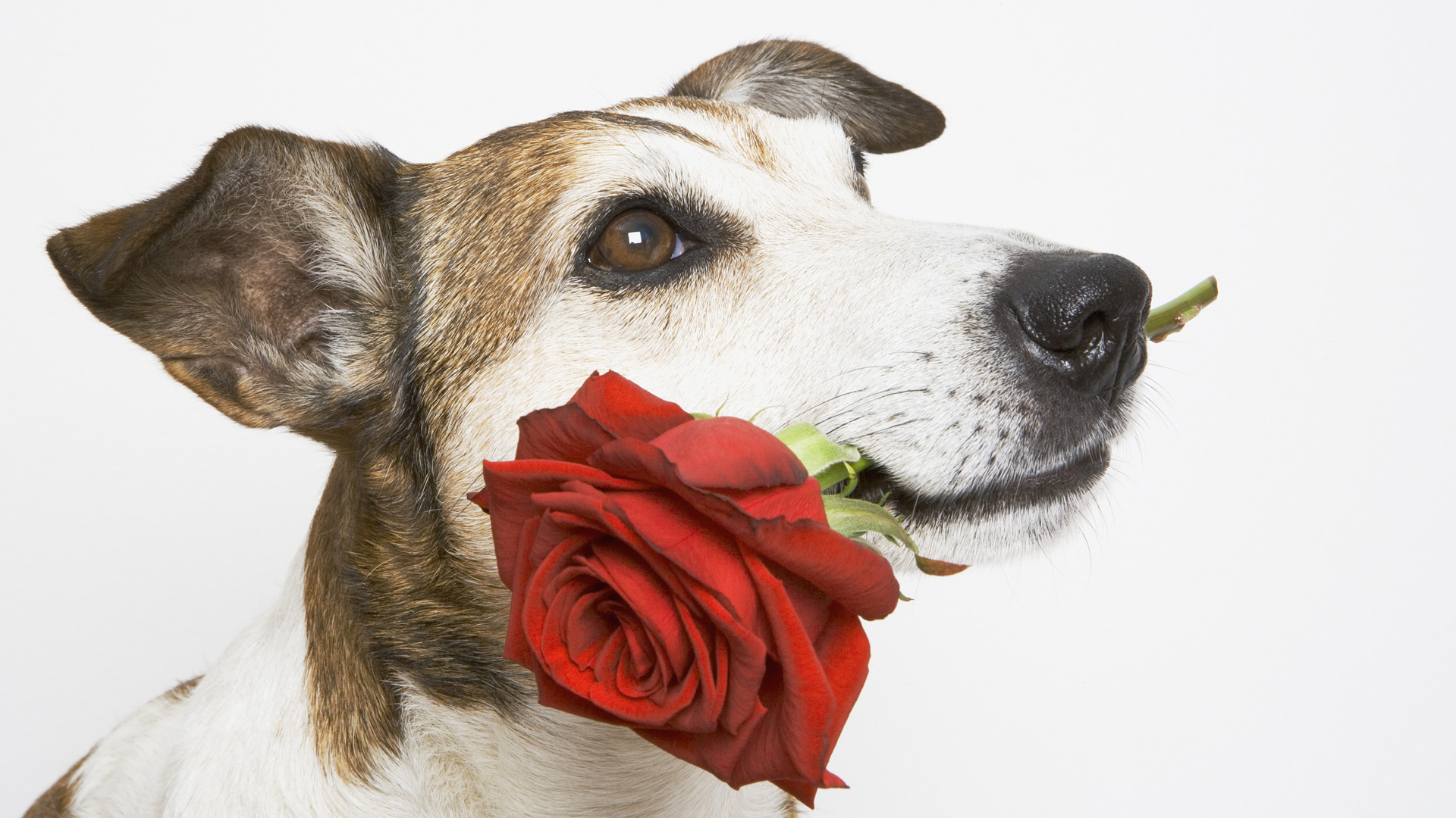 Handy-Wallpaper Hunde, Rote Rose, Hund, Blume, Rose, Tiere kostenlos herunterladen.