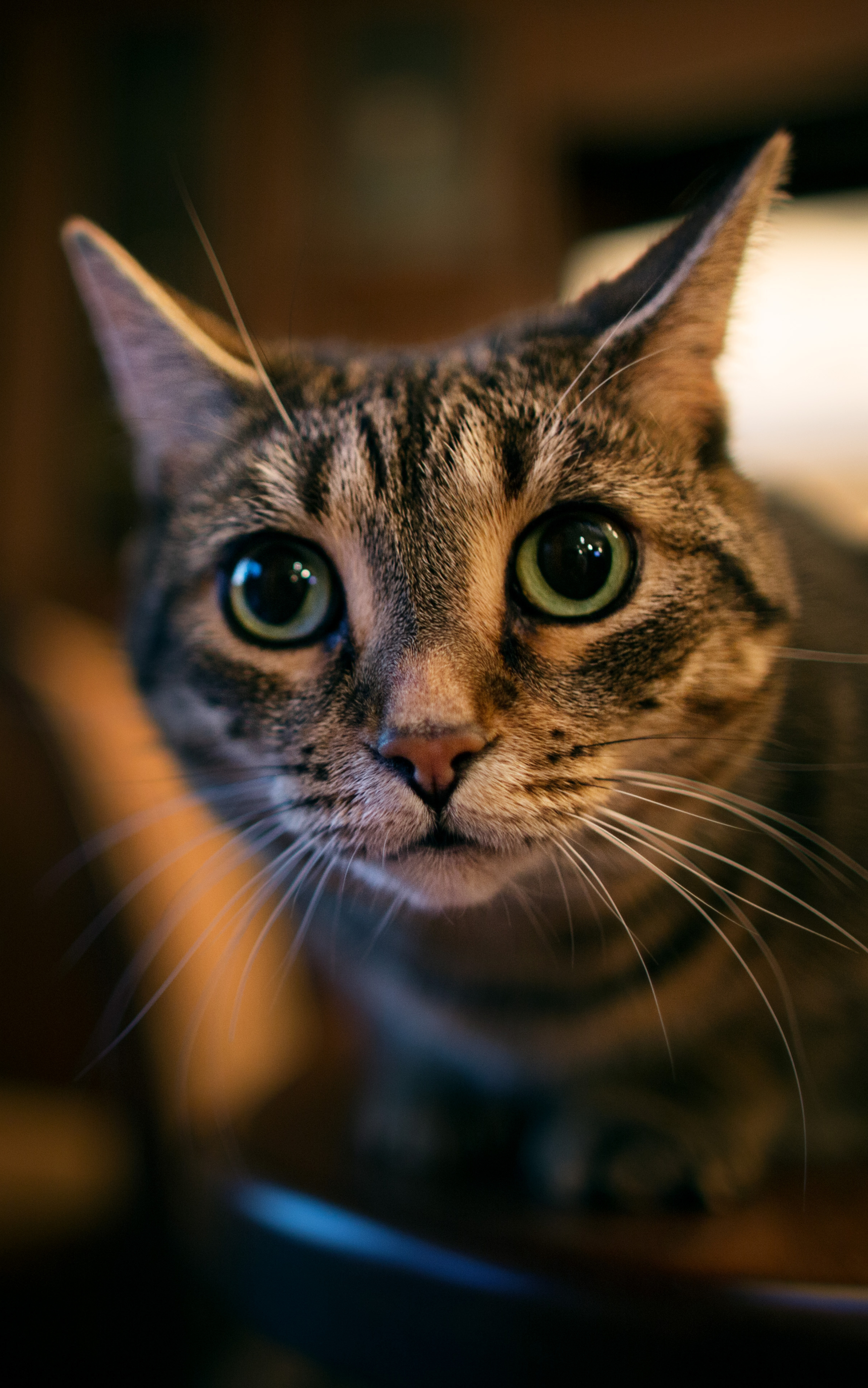 Téléchargez gratuitement l'image Animaux, Chats, Chat sur le bureau de votre PC