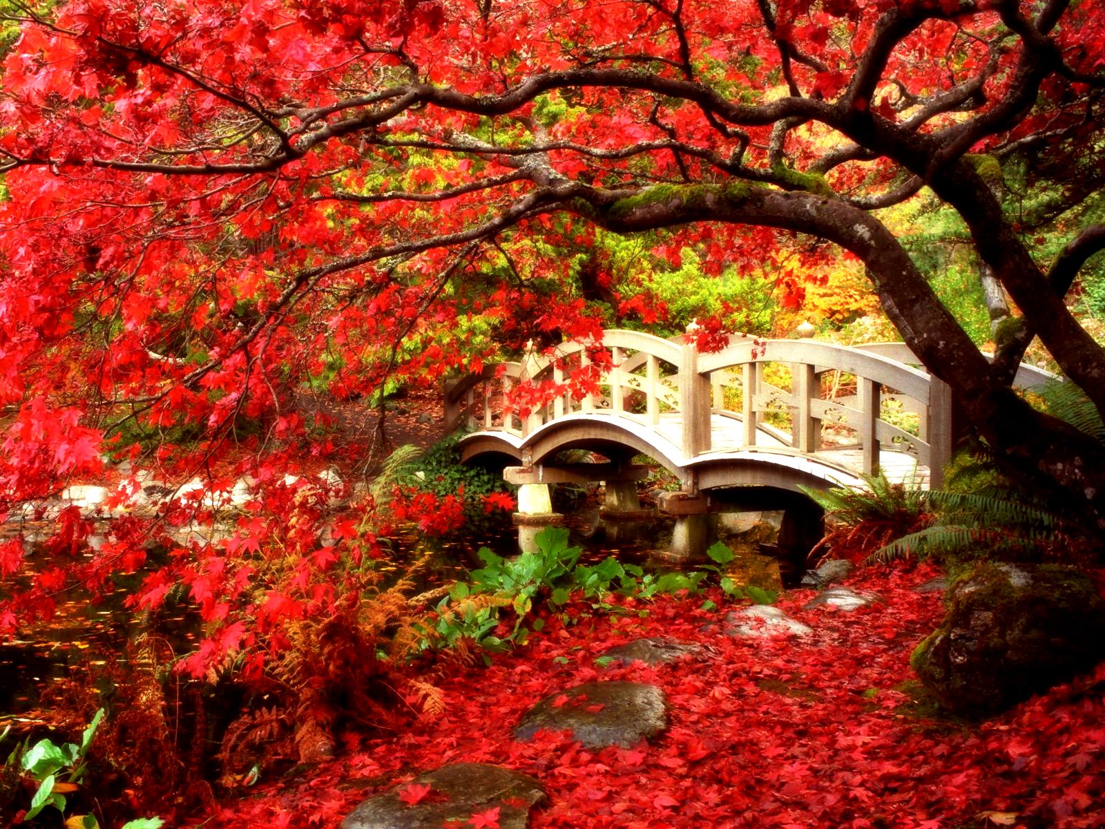 521280 descargar imagen puentes, rojo, puente, hecho por el hombre, columbia británica, canadá, otoño, jardín, jardín japonés, hoja, árbol de arce, árbol: fondos de pantalla y protectores de pantalla gratis