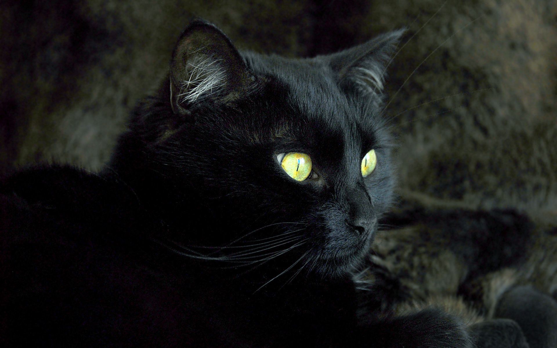PCデスクトップに闇, 暗い, 銃口, 色, 動物, 目, ネコ, 猫画像を無料でダウンロード