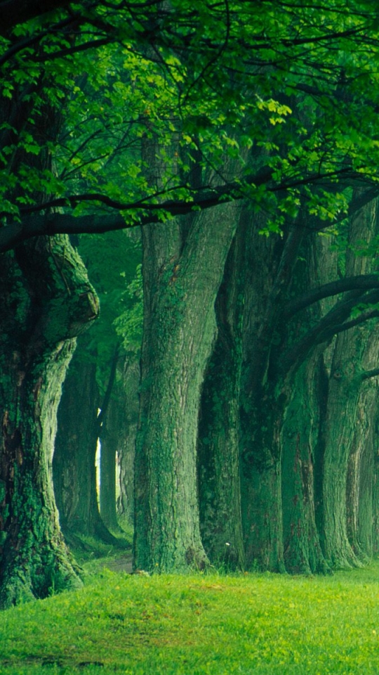 Скачать картинку Лес, Зеленый, Земля/природа в телефон бесплатно.