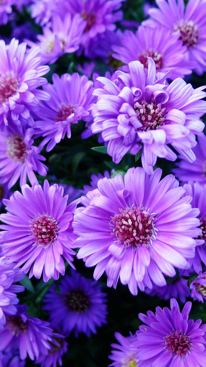 1147236 descargar fondo de pantalla flores, tierra/naturaleza, flor, flor purpura, zinnia: protectores de pantalla e imágenes gratis