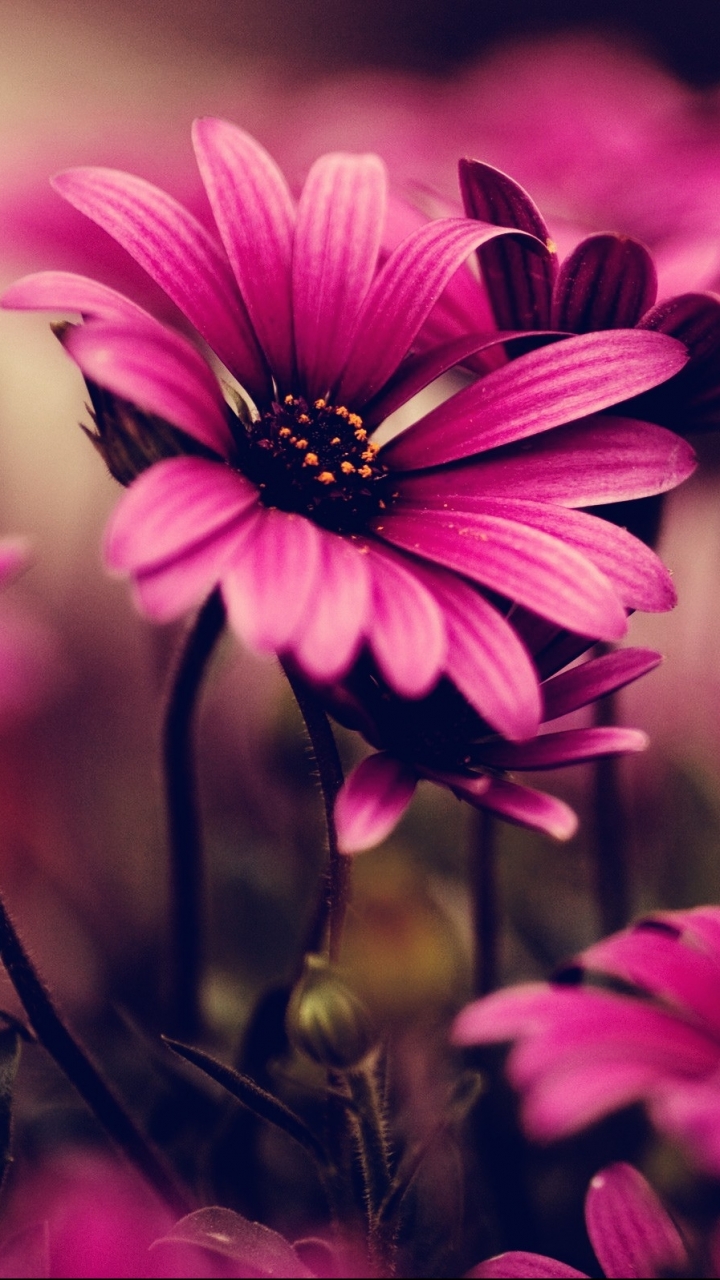 Download mobile wallpaper Flower, Earth, Spring, Daisy, African Daisy for free.