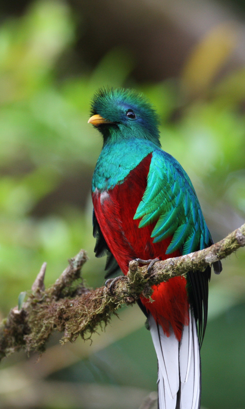 quetzal, birds, animal, quetzal of guatemala
