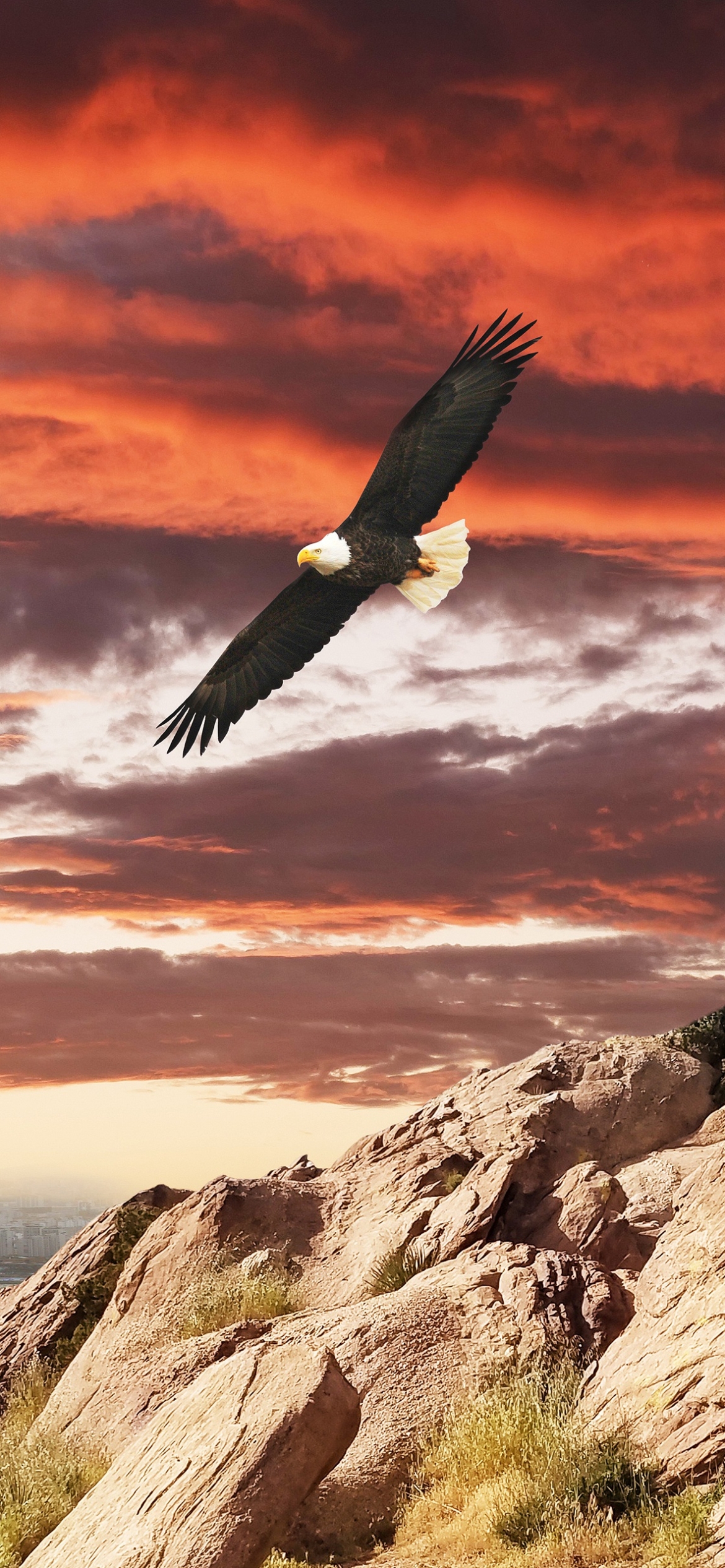 Download mobile wallpaper Birds, Sunset, Bird, Animal, Bald Eagle for free.