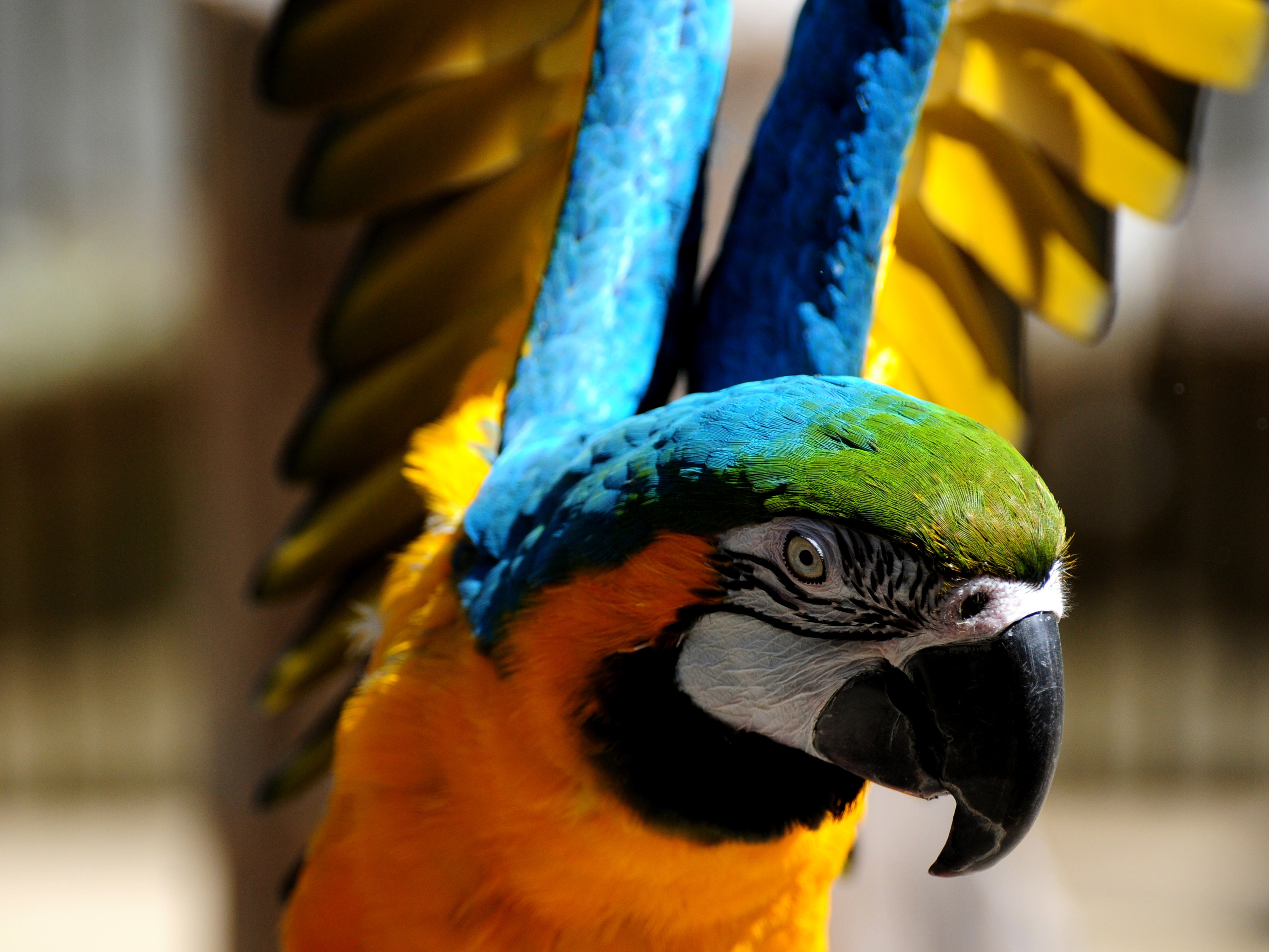Laden Sie das Gelbbrustara, Vögel, Tiere-Bild kostenlos auf Ihren PC-Desktop herunter