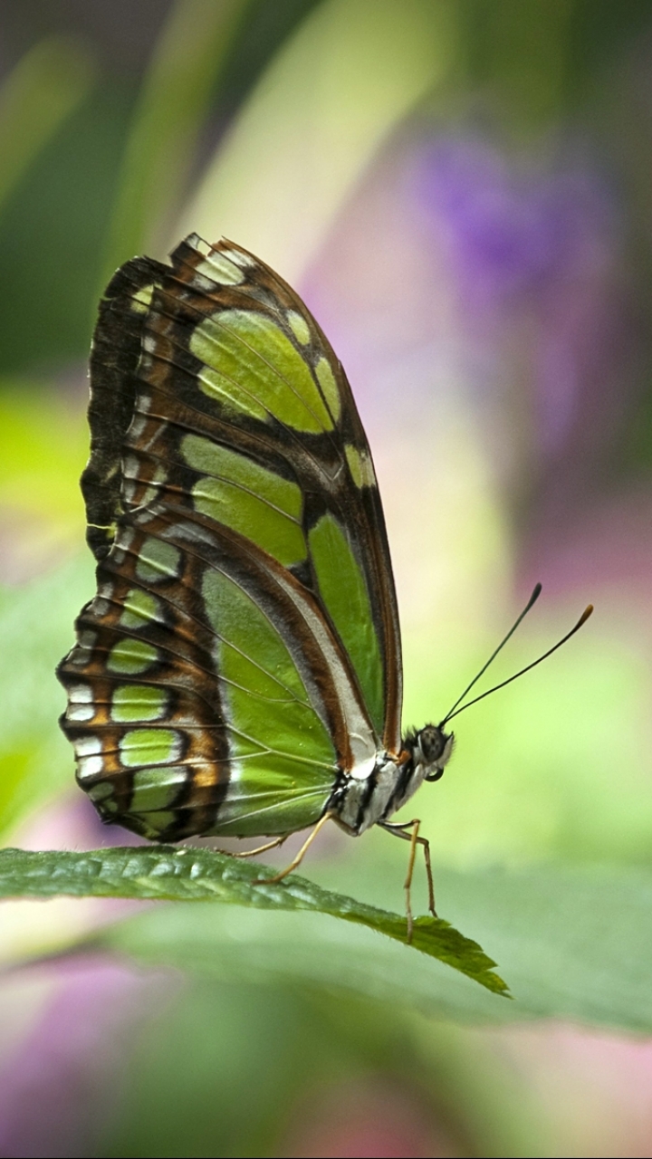 Download mobile wallpaper Blur, Insect, Butterfly, Animal, Bokeh for free.
