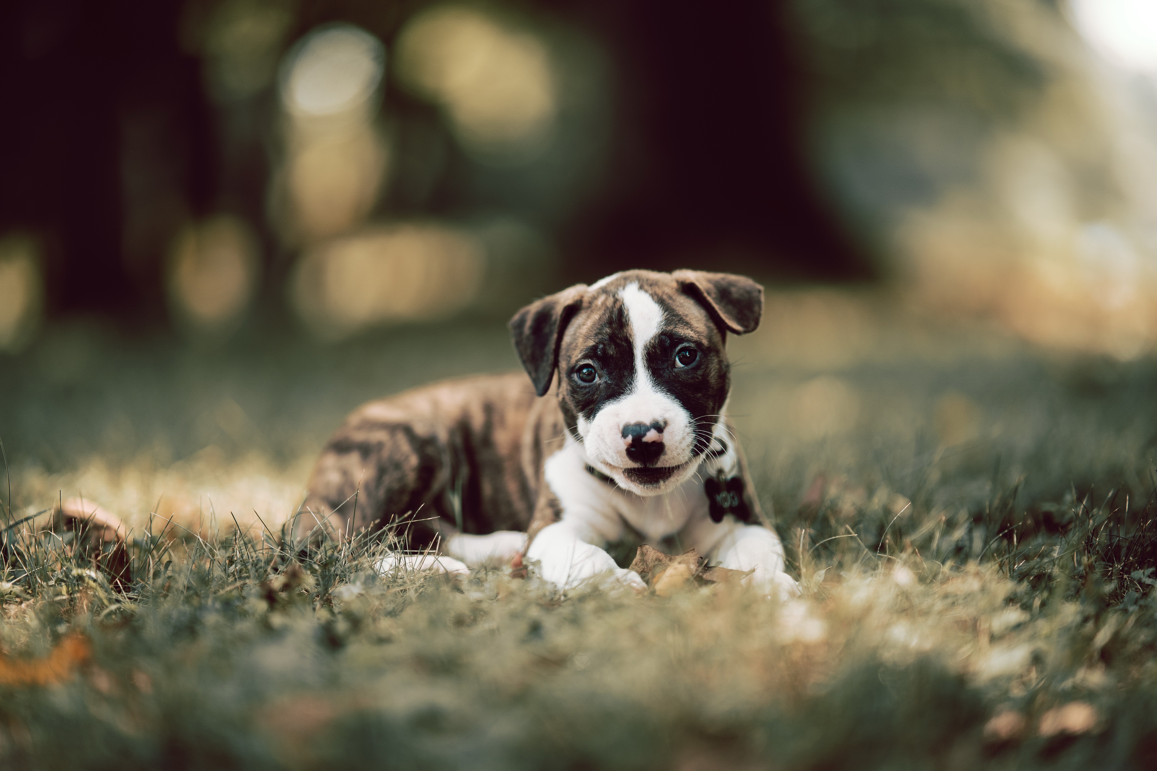 Download mobile wallpaper Dogs, Dog, Animal, Puppy, Baby Animal for free.