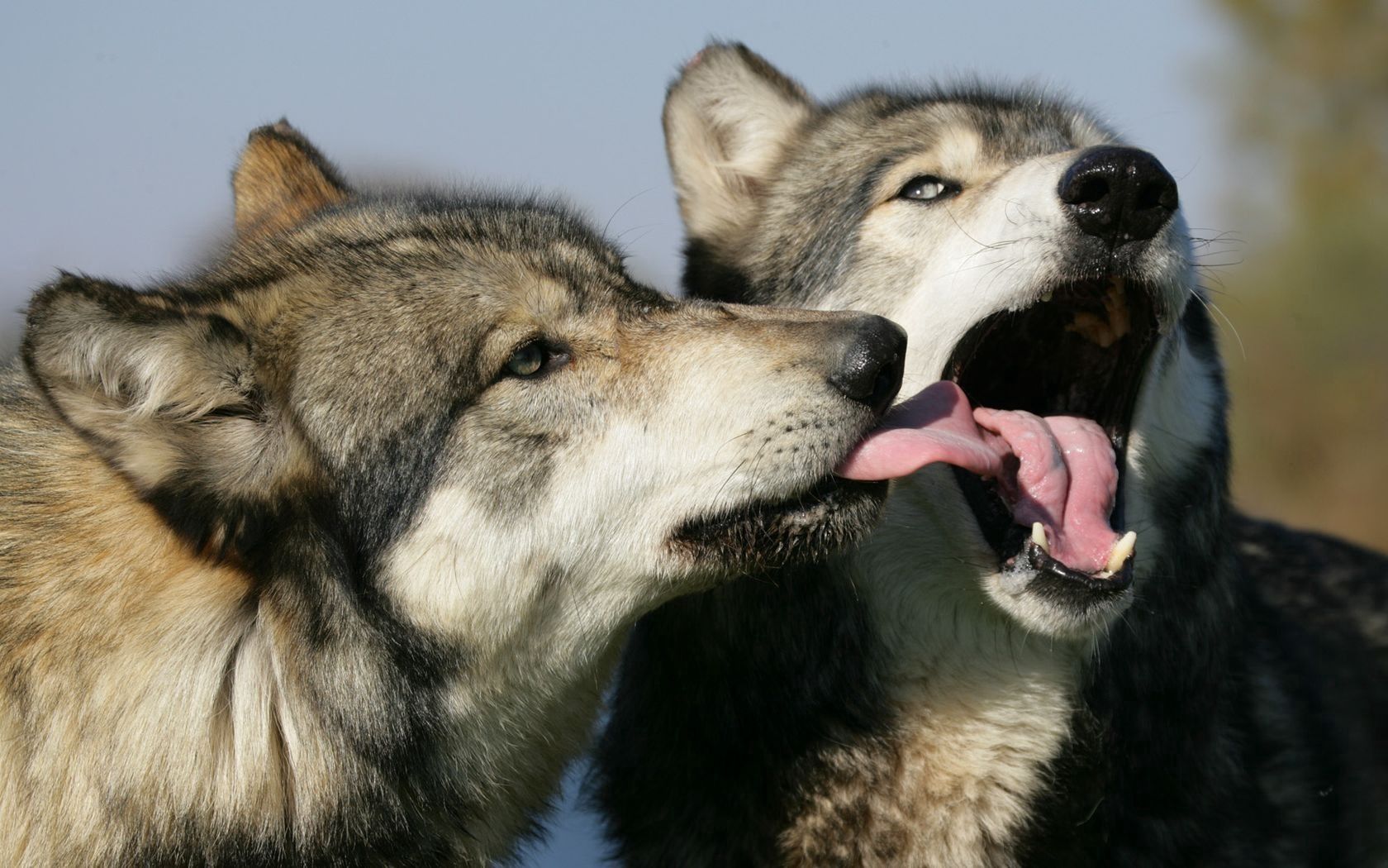 animals, wolfs, couple, pair, lick Desktop Wallpaper