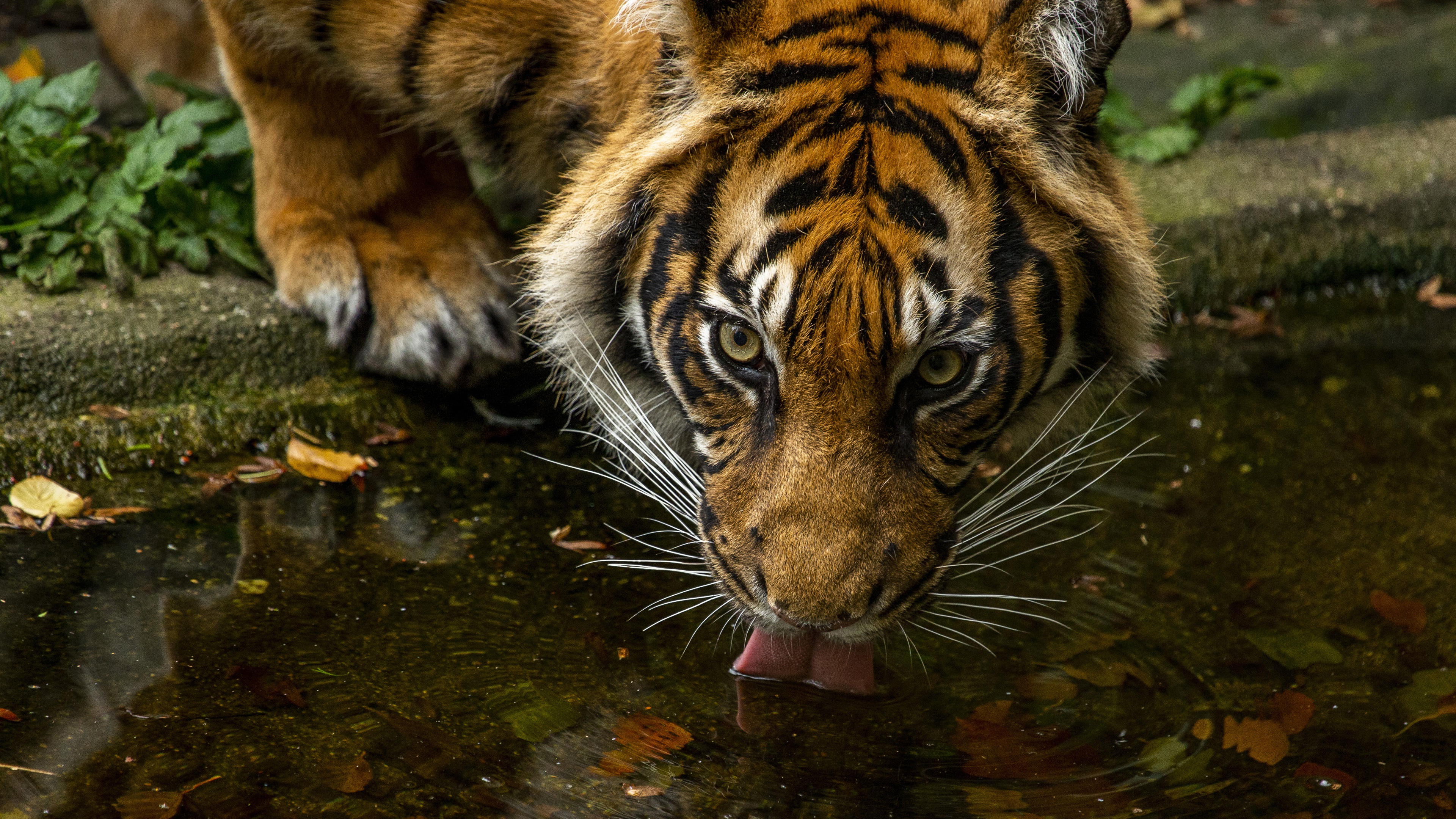 Descarga gratuita de fondo de pantalla para móvil de Animales, Gatos, Tigre.