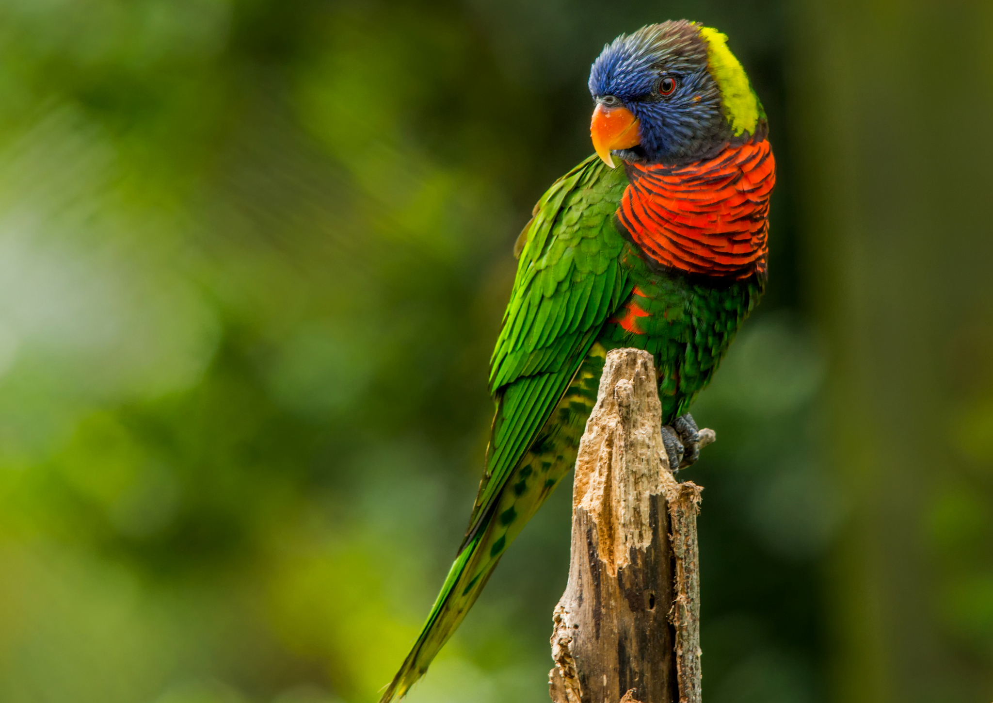 Free download wallpaper Birds, Bird, Blur, Animal, Parrot, Rainbow Lorikeet on your PC desktop
