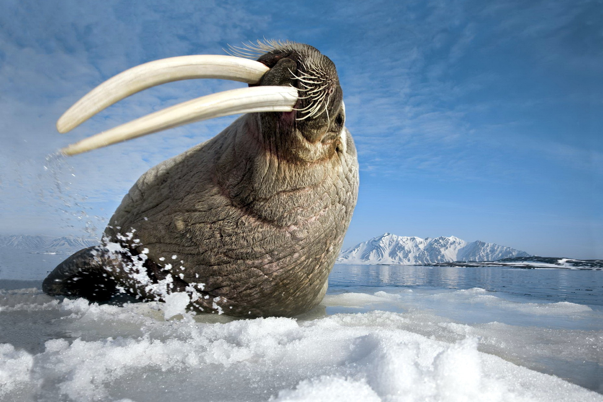 536018 скачать картинку морж, животные - обои и заставки бесплатно