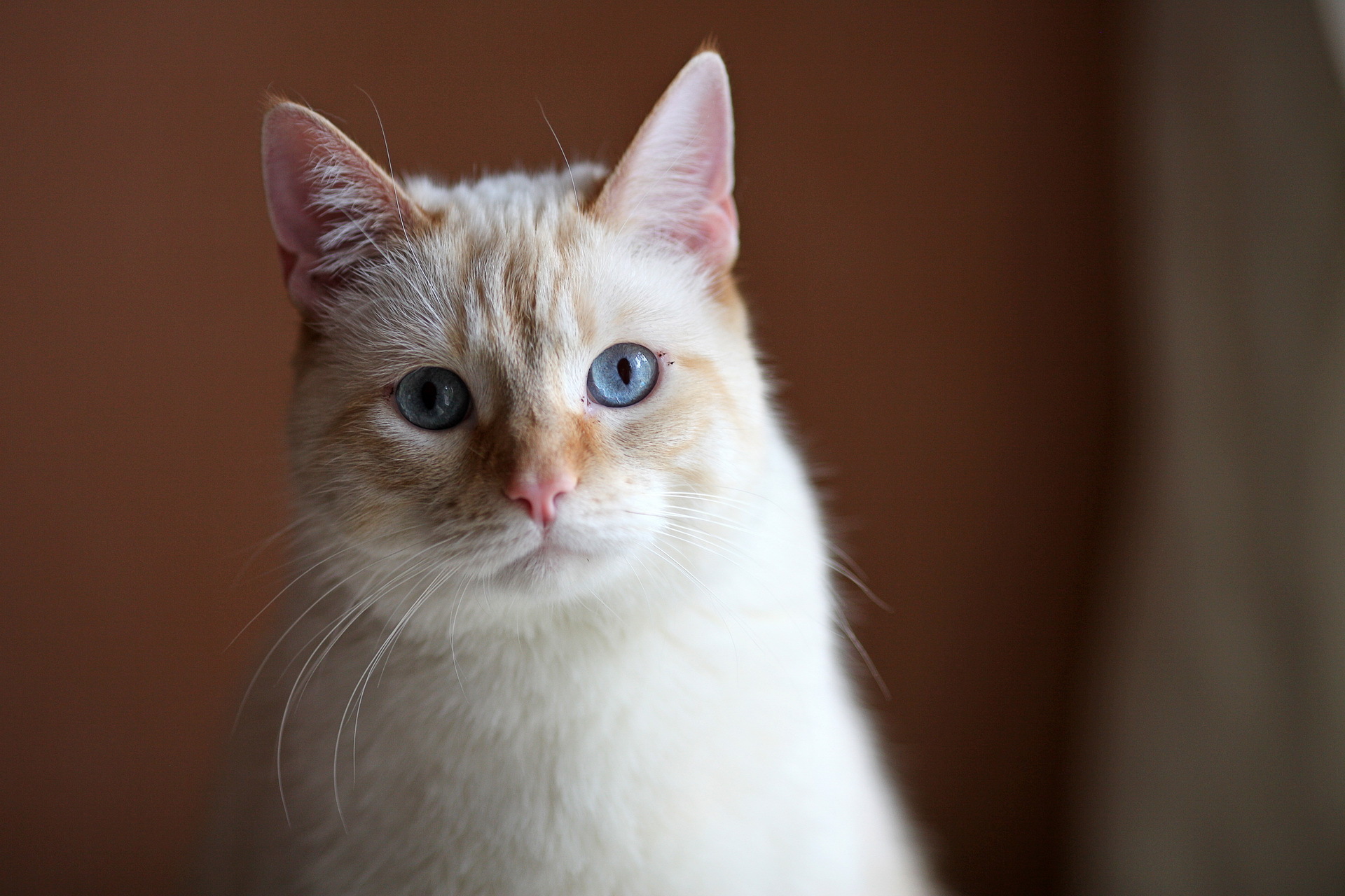 Baixe gratuitamente a imagem Animais, Gatos, Gato na área de trabalho do seu PC