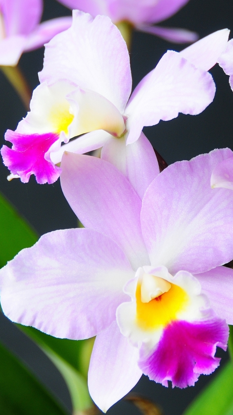 Handy-Wallpaper Blumen, Orchidee, Erde/natur kostenlos herunterladen.