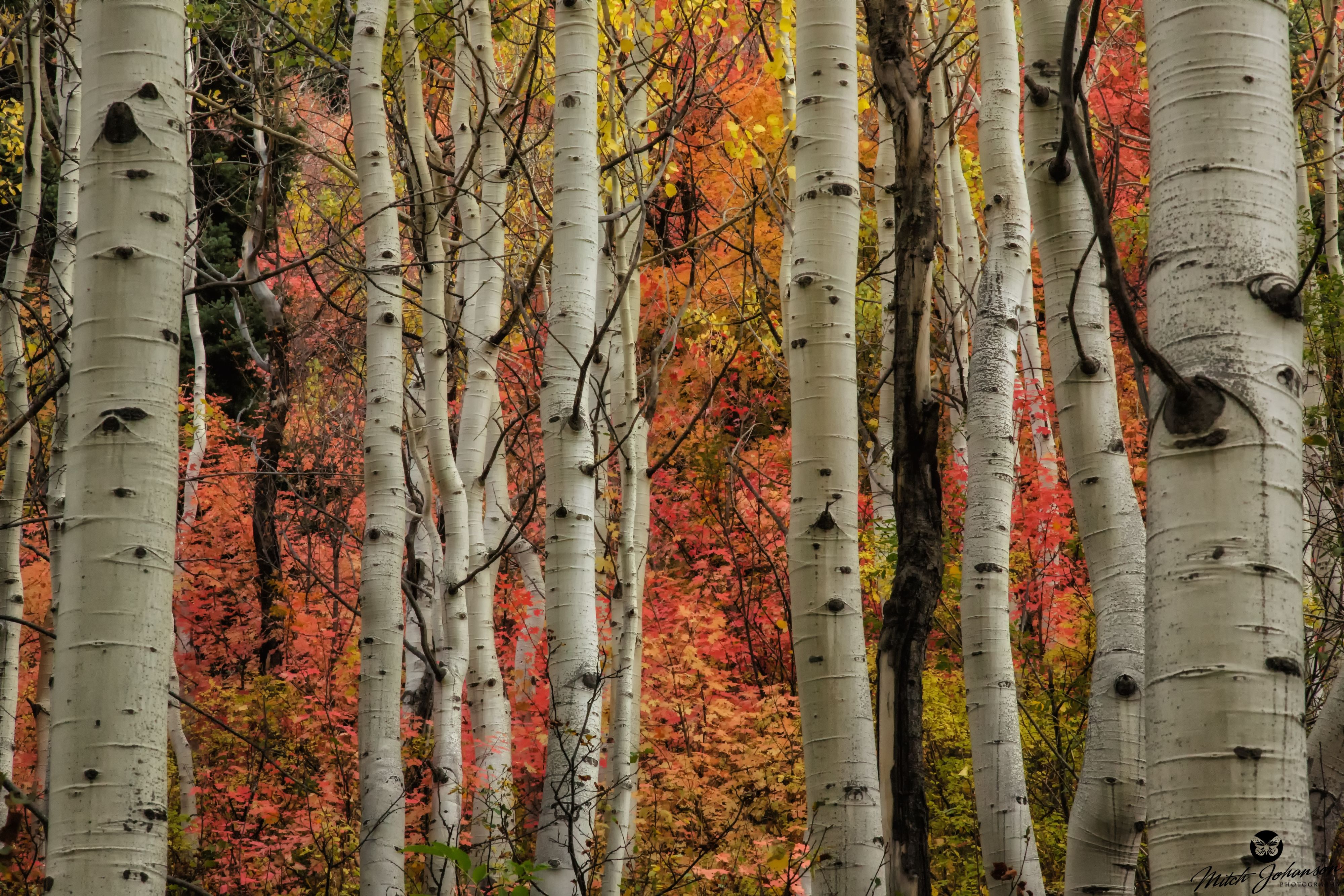 Скачать картинку Осень, Дерево, Береза, Земля/природа в телефон бесплатно.