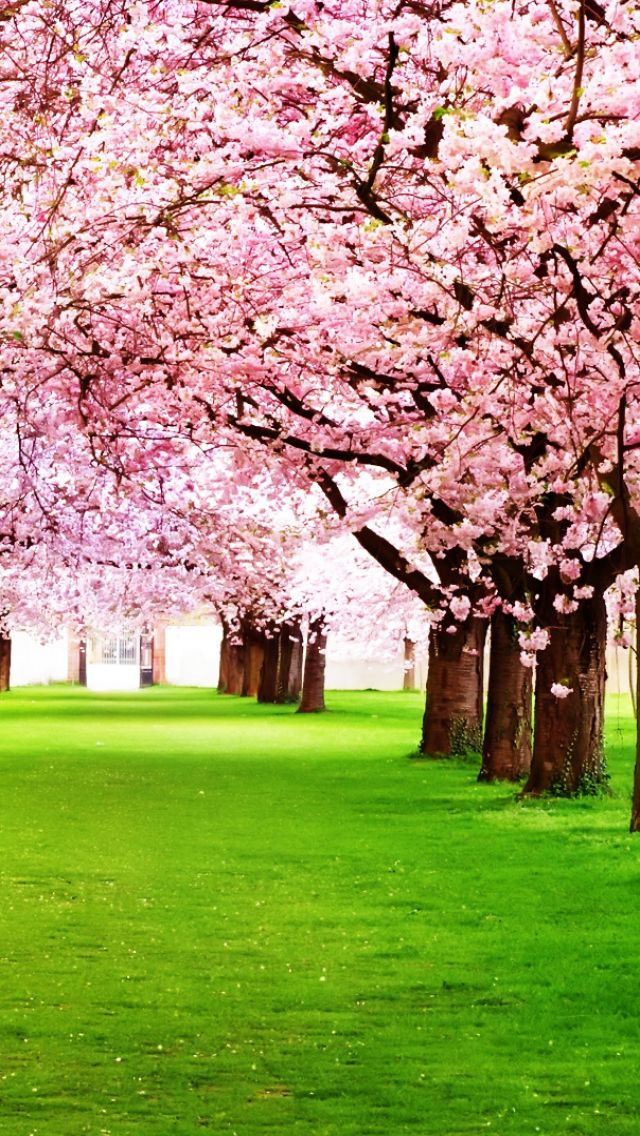 Download mobile wallpaper Trees, Tree, Earth for free.