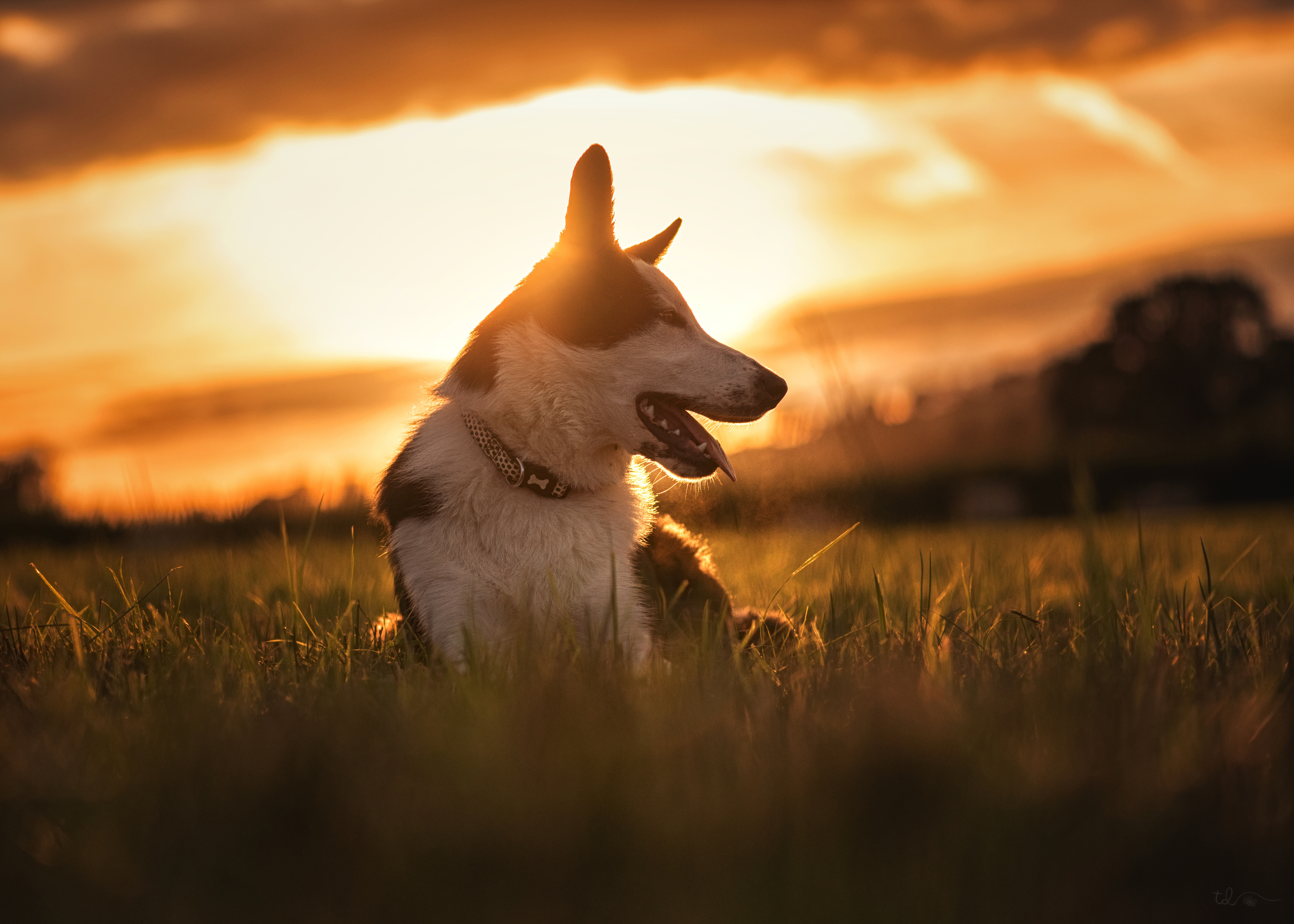 Download mobile wallpaper Dogs, Sunset, Dog, Animal, Border Collie for free.