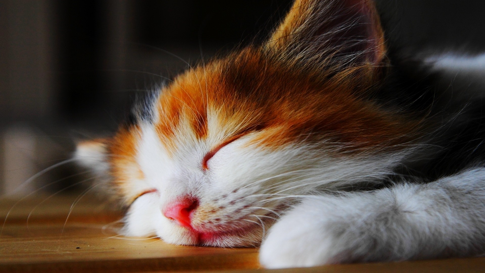 Téléchargez des papiers peints mobile Animaux, Chat gratuitement.