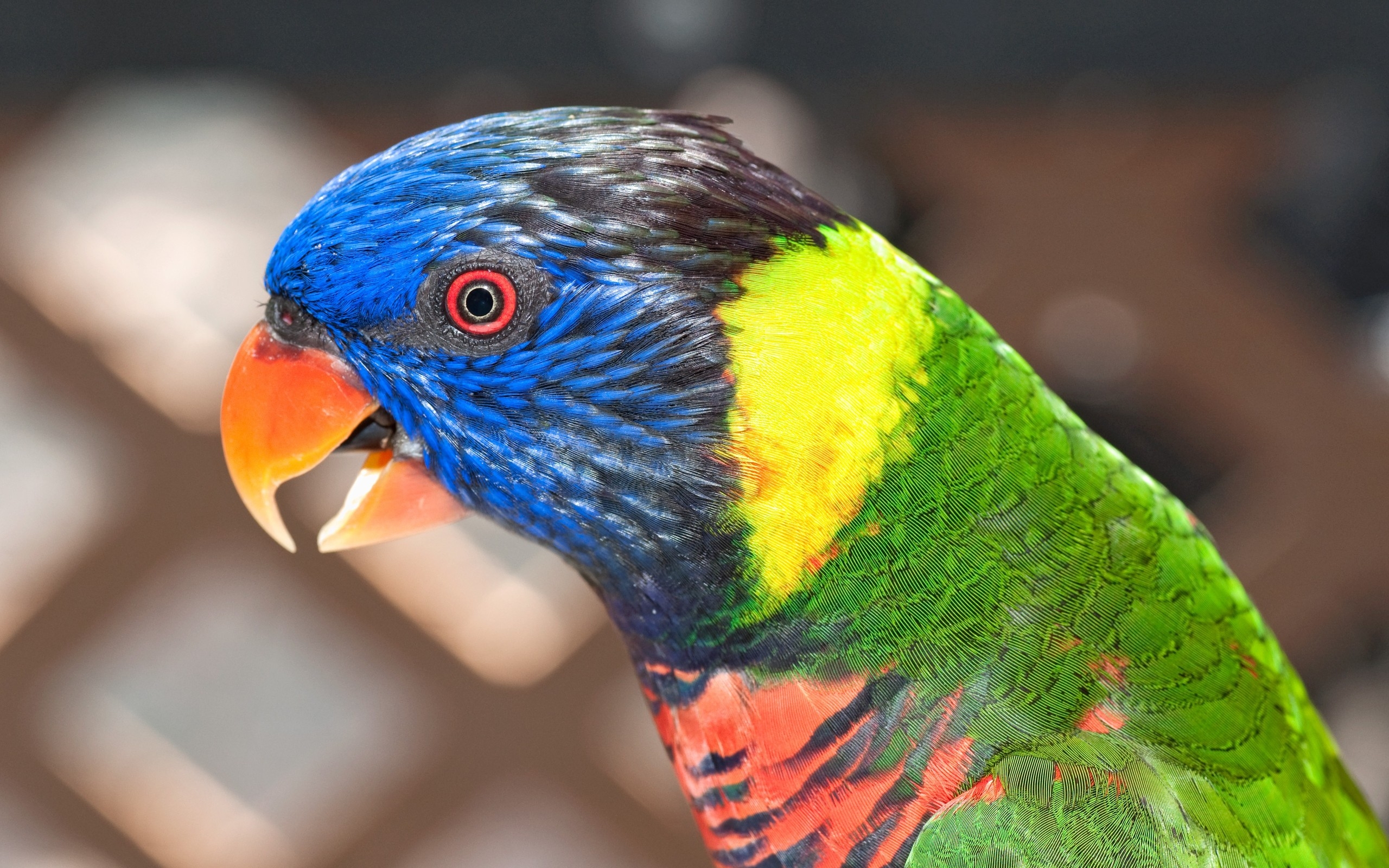 292752 descargar fondo de pantalla animales, loro arcoiris, ave, loro, aves: protectores de pantalla e imágenes gratis