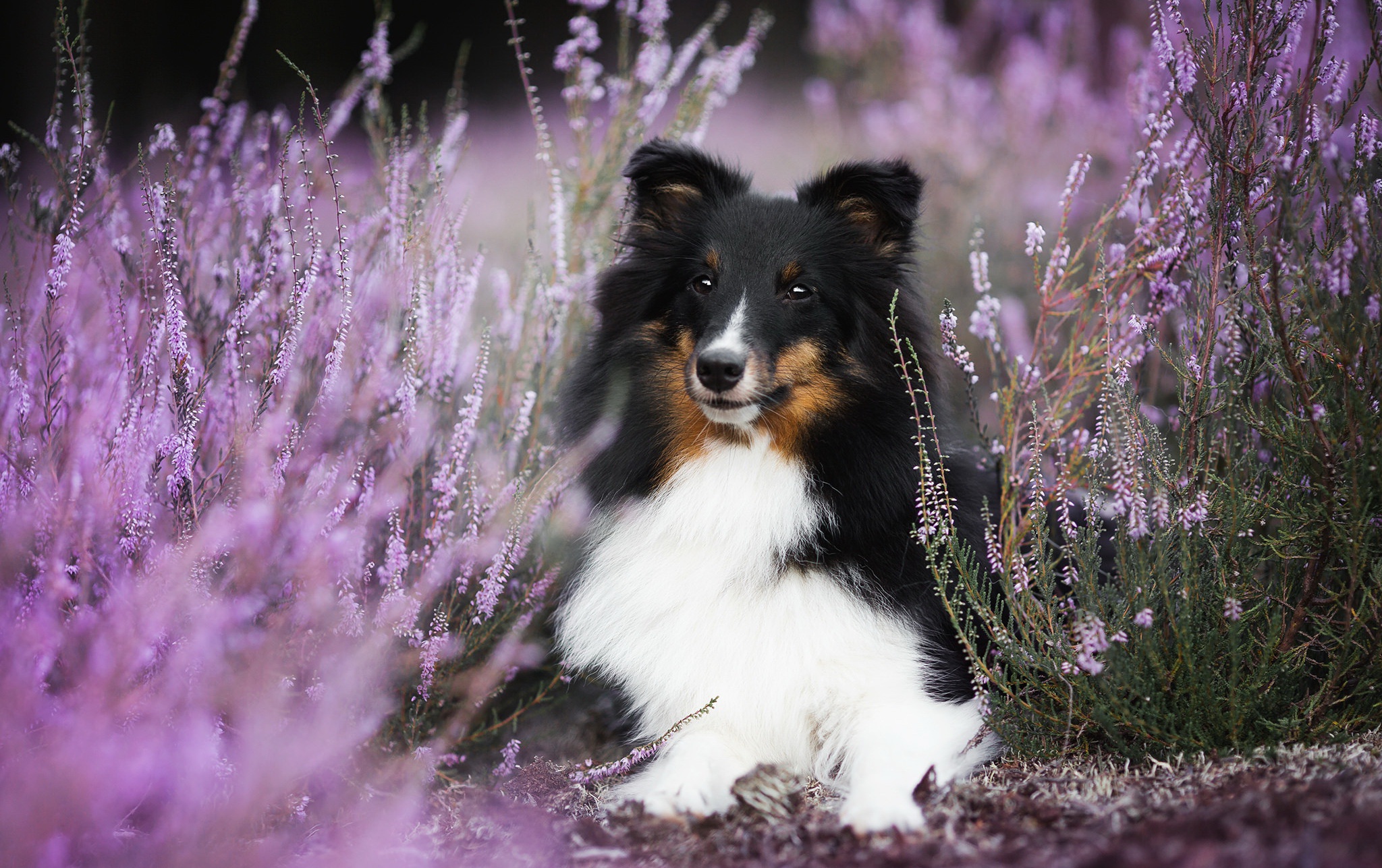 Скачать картинку Животные, Собаки, Собака, Лиловый, Фиолетовый Цветок, Шетландская Овчарка в телефон бесплатно.