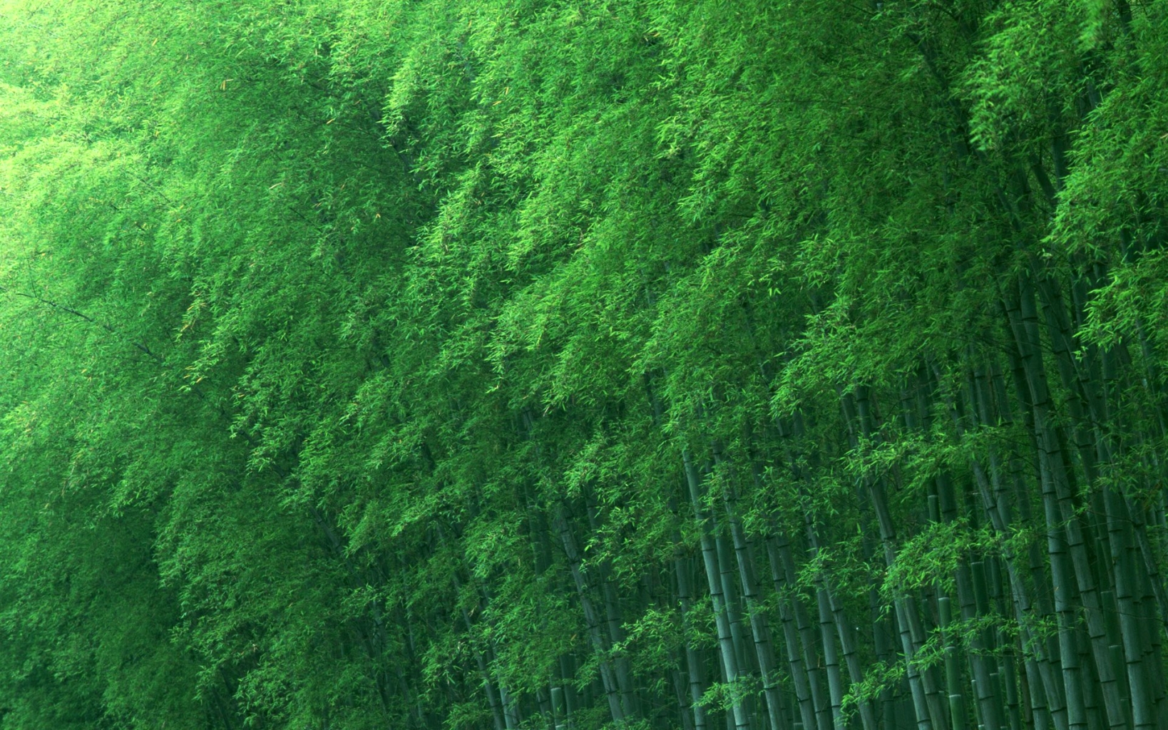 Handy-Wallpaper Bambus, Erde/natur kostenlos herunterladen.