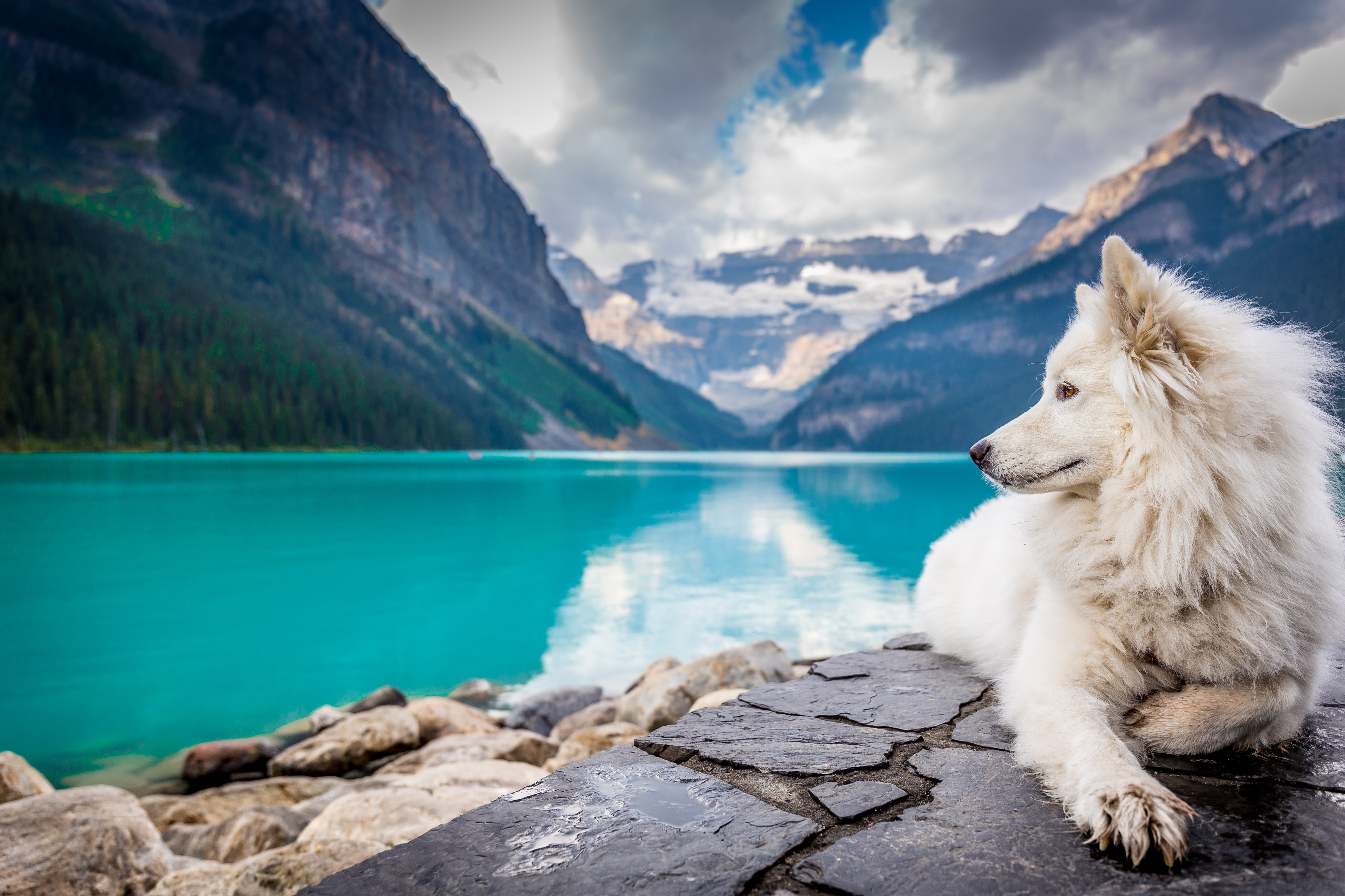 456032壁紙のダウンロード動物, 犬, バンフ国立公園, カナダ, 被写界深度, 湖, 横たわる, 山-スクリーンセーバーと写真を無料で