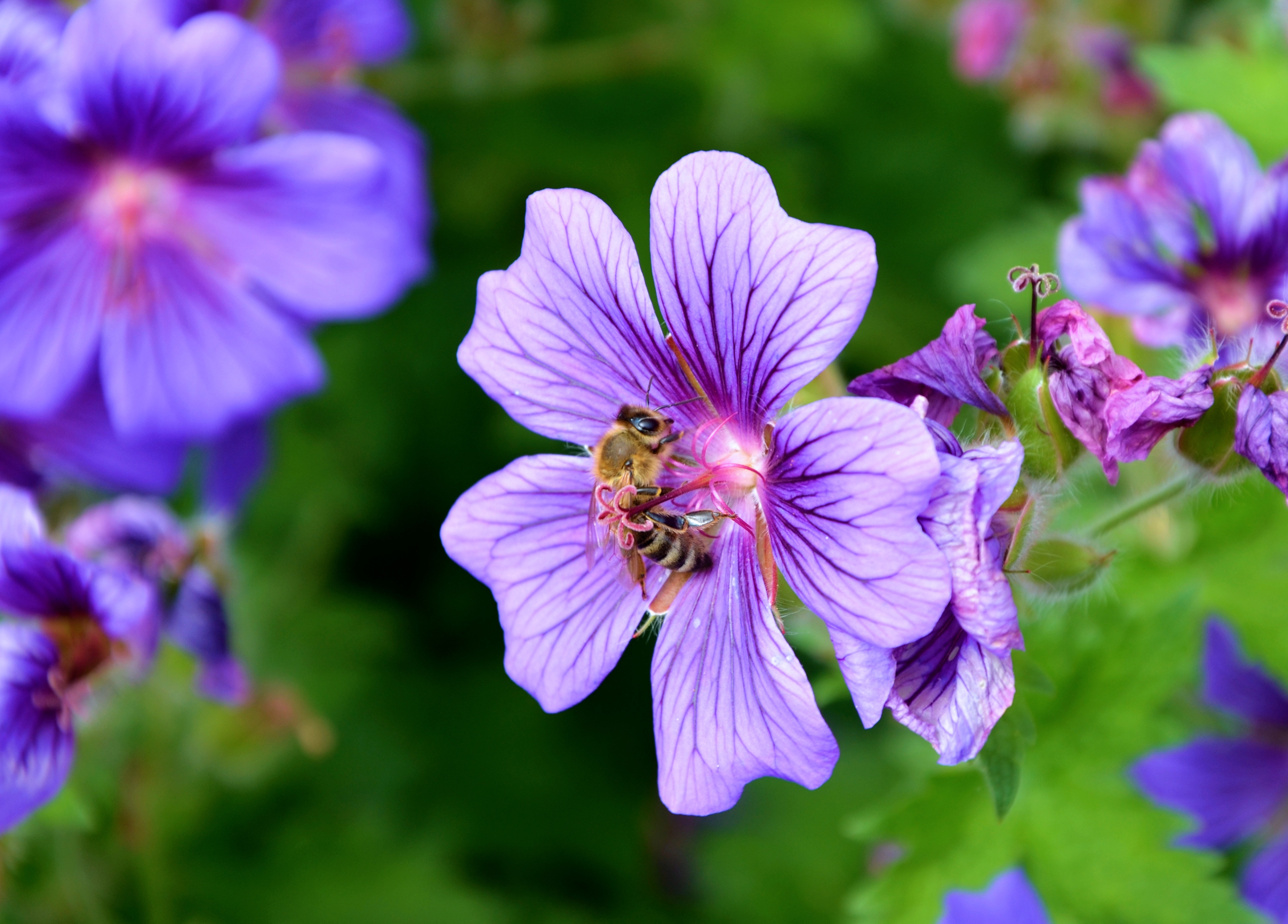 126701 télécharger le fond d'écran fleur, macro, abeille, pollen, nectar - économiseurs d'écran et images gratuitement