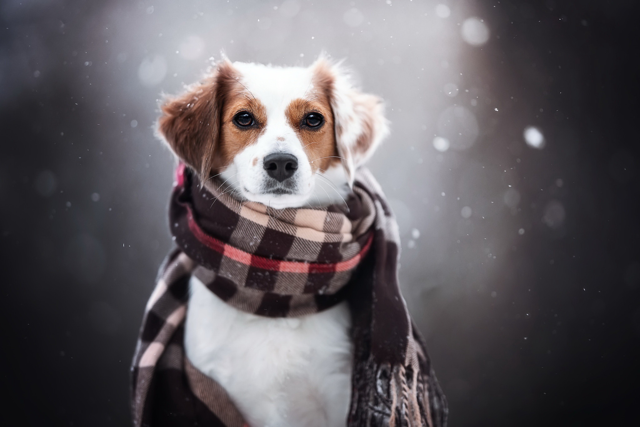 Laden Sie das Tiere, Hunde, Hund, Schal, Starren-Bild kostenlos auf Ihren PC-Desktop herunter