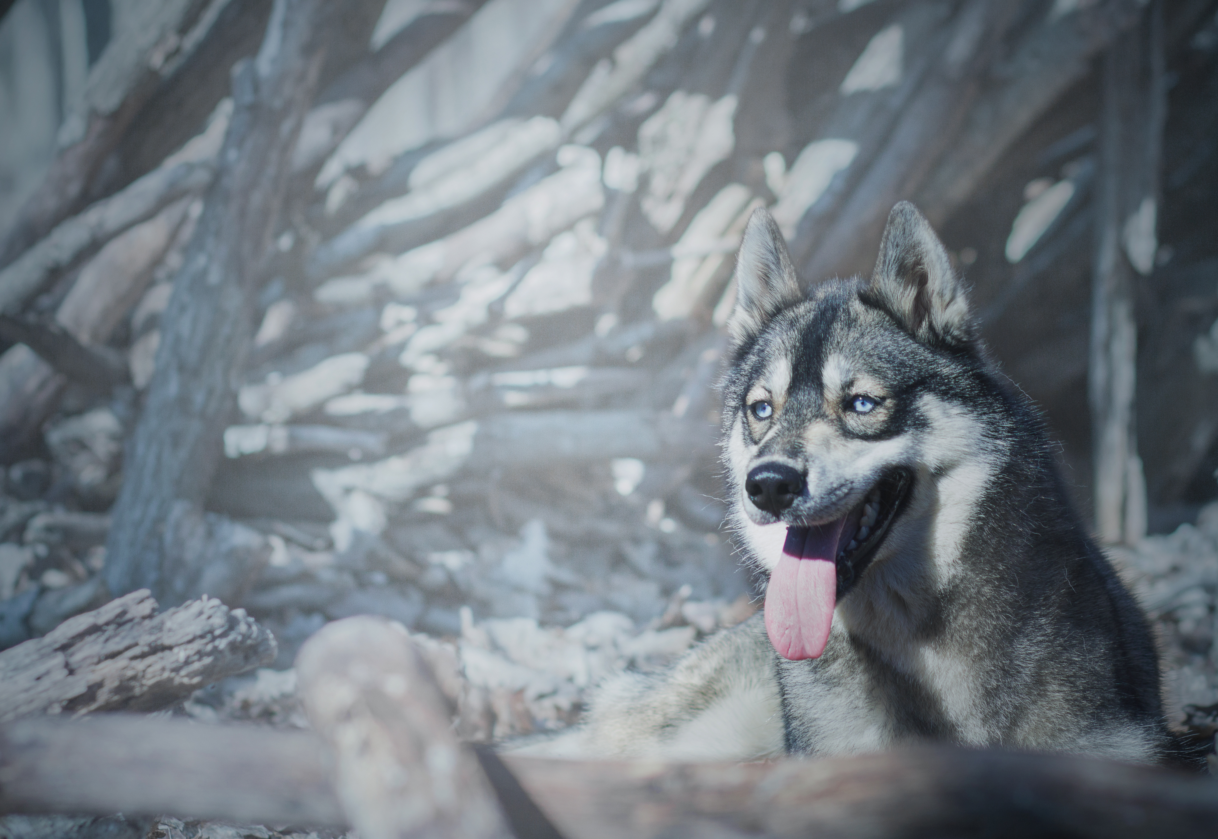 Descarga gratuita de fondo de pantalla para móvil de Animales, Lobo, Perro Esquimal, Wolves.