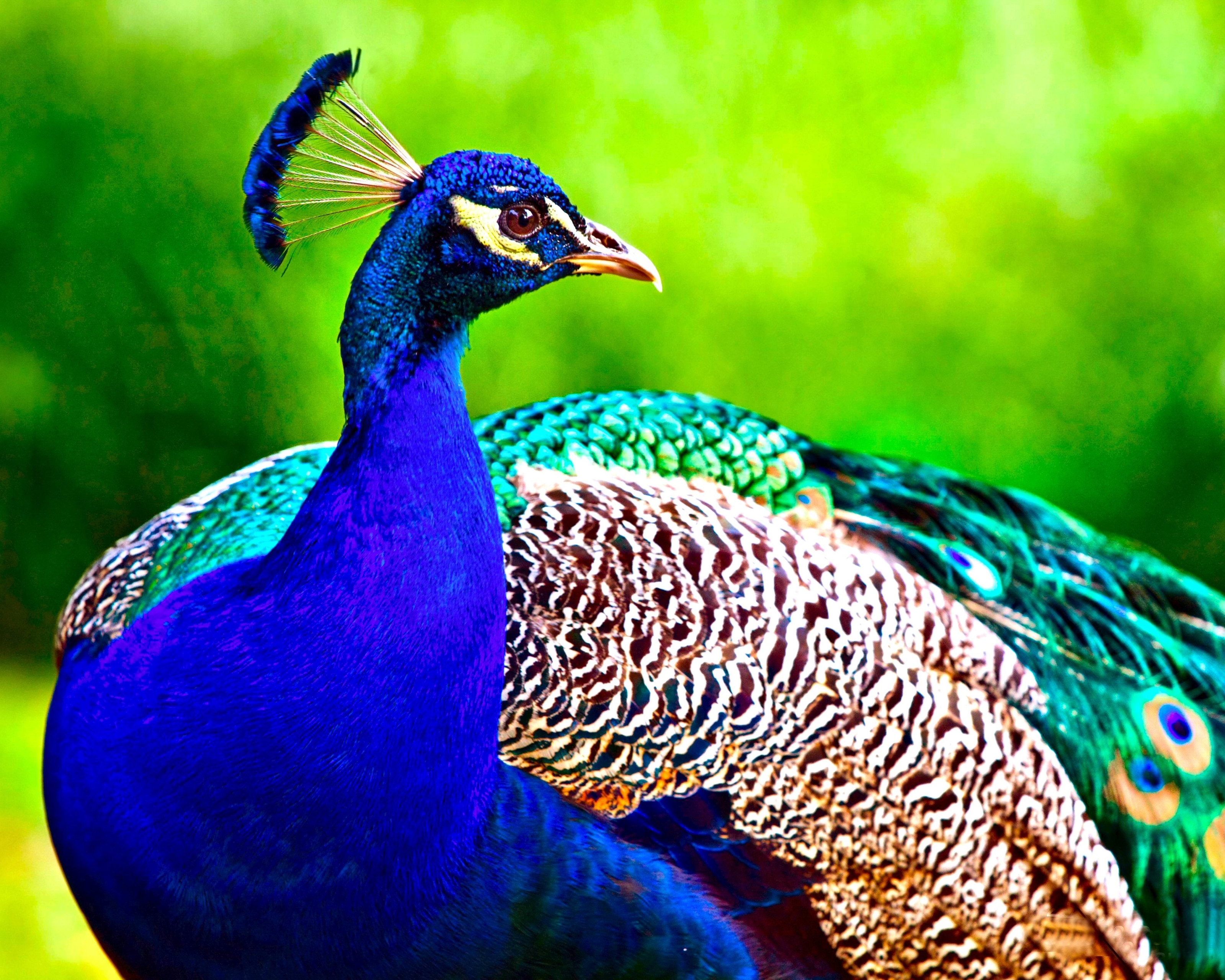 Laden Sie das Tiere, Vögel, Vogel, Pfau-Bild kostenlos auf Ihren PC-Desktop herunter