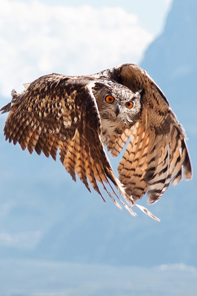 Téléchargez des papiers peints mobile Animaux, Oiseau, Hibou, Des Oiseaux gratuitement.