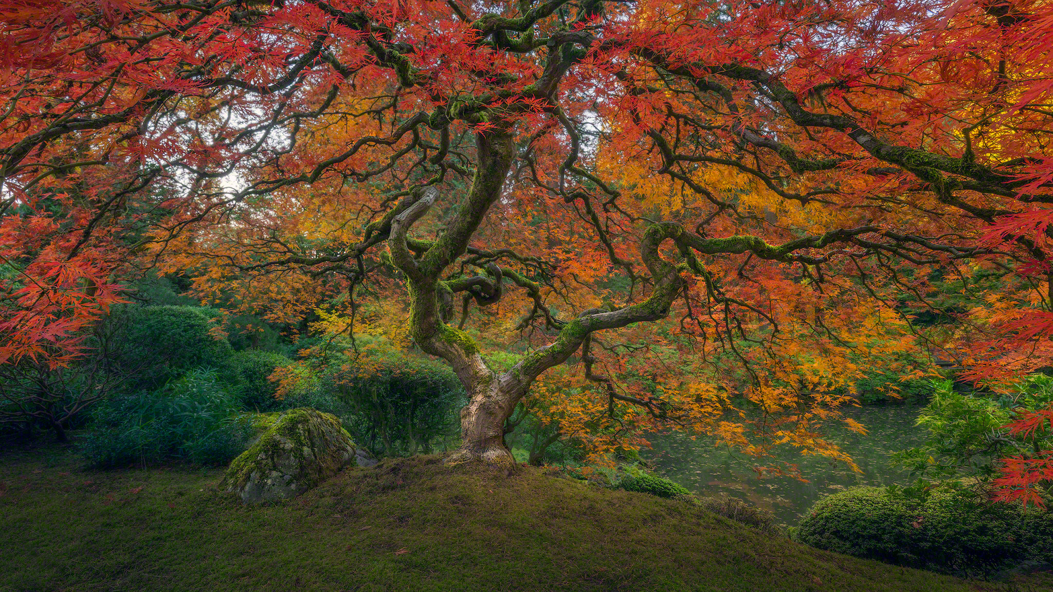 423731 descargar fondo de pantalla jardín japonés, tierra/naturaleza, árbol, otoño, árboles: protectores de pantalla e imágenes gratis
