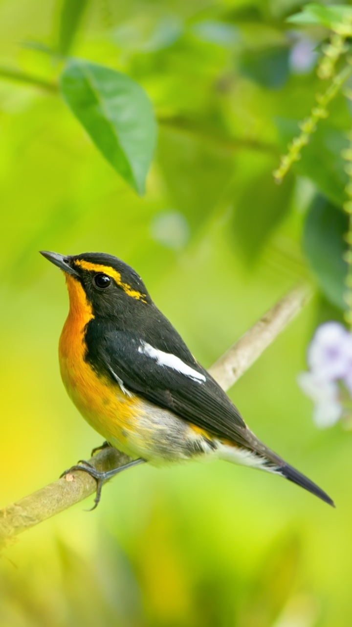 Téléchargez des papiers peints mobile Animaux, Oiseau, Branche, Des Oiseaux, Bifurquer gratuitement.