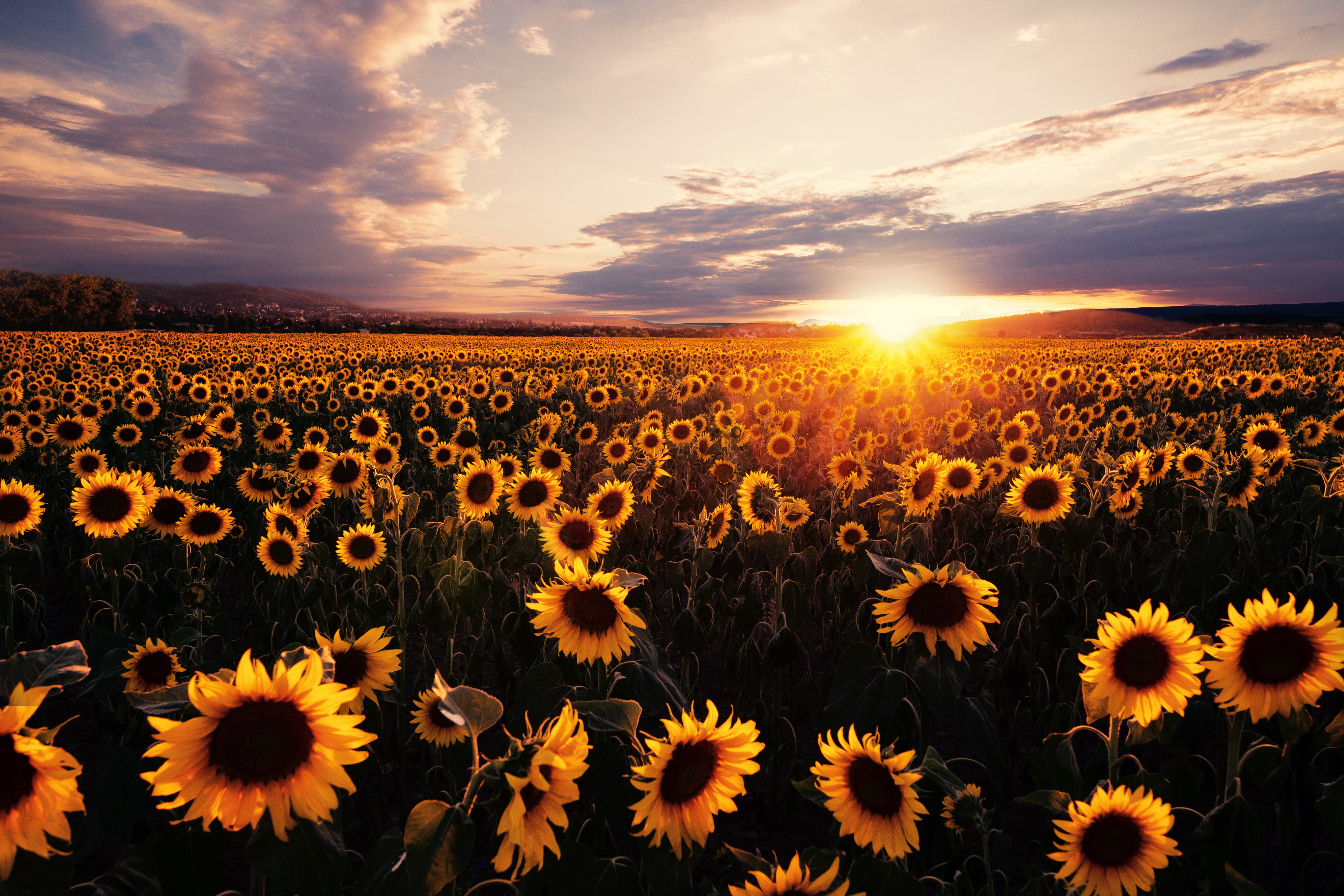 Download mobile wallpaper Nature, Flowers, Sunset, Summer, Earth, Field, Sunflower, Yellow Flower for free.