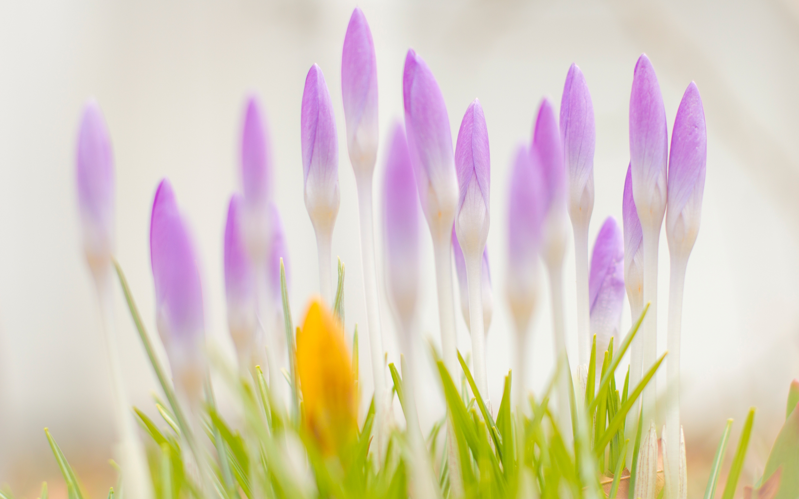 Laden Sie das Blumen, Blume, Erde/natur-Bild kostenlos auf Ihren PC-Desktop herunter