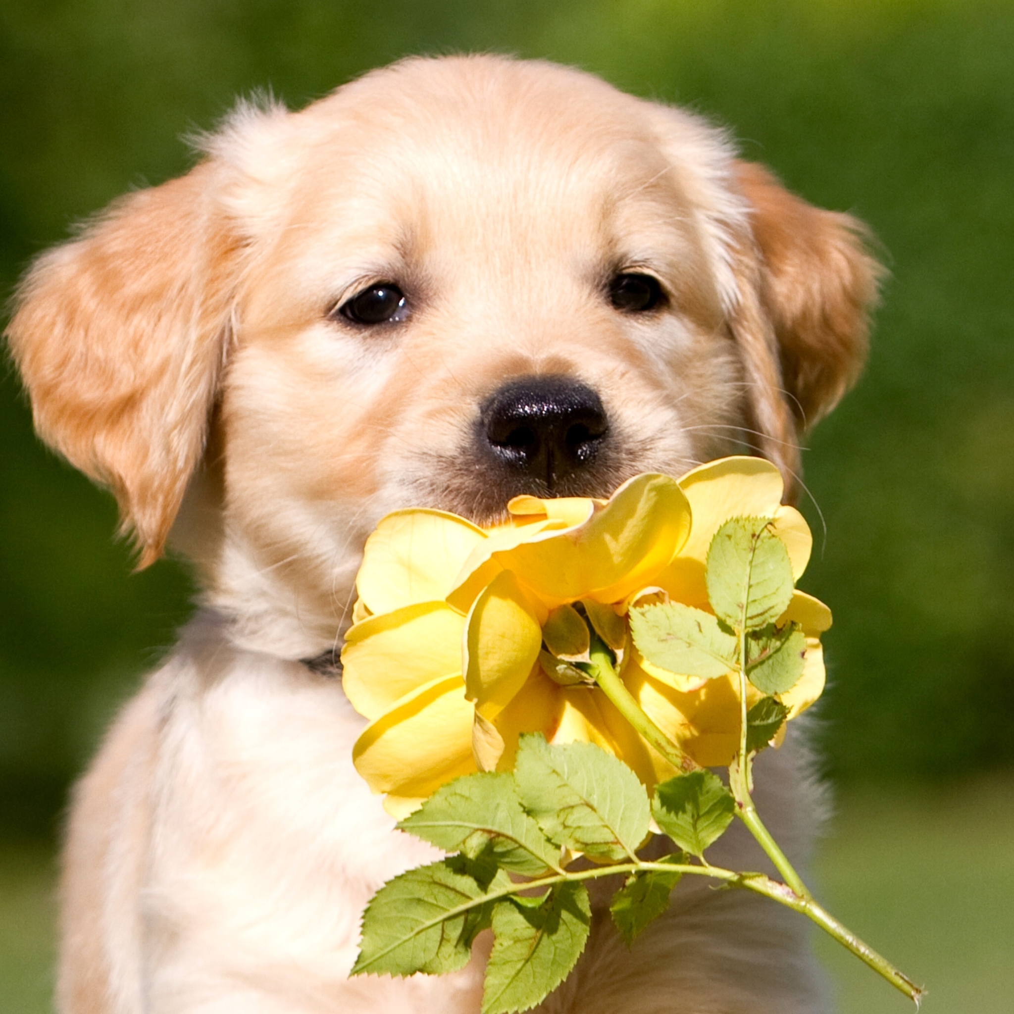 Baixar papel de parede para celular de Animais, Cães, Cão gratuito.