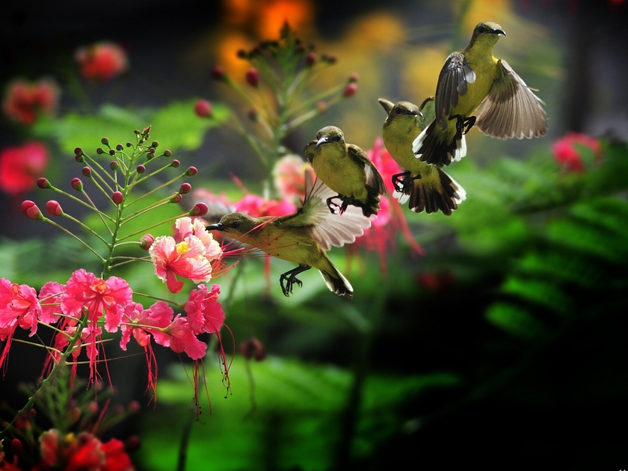 Download mobile wallpaper Bird, Animal, Hummingbird for free.