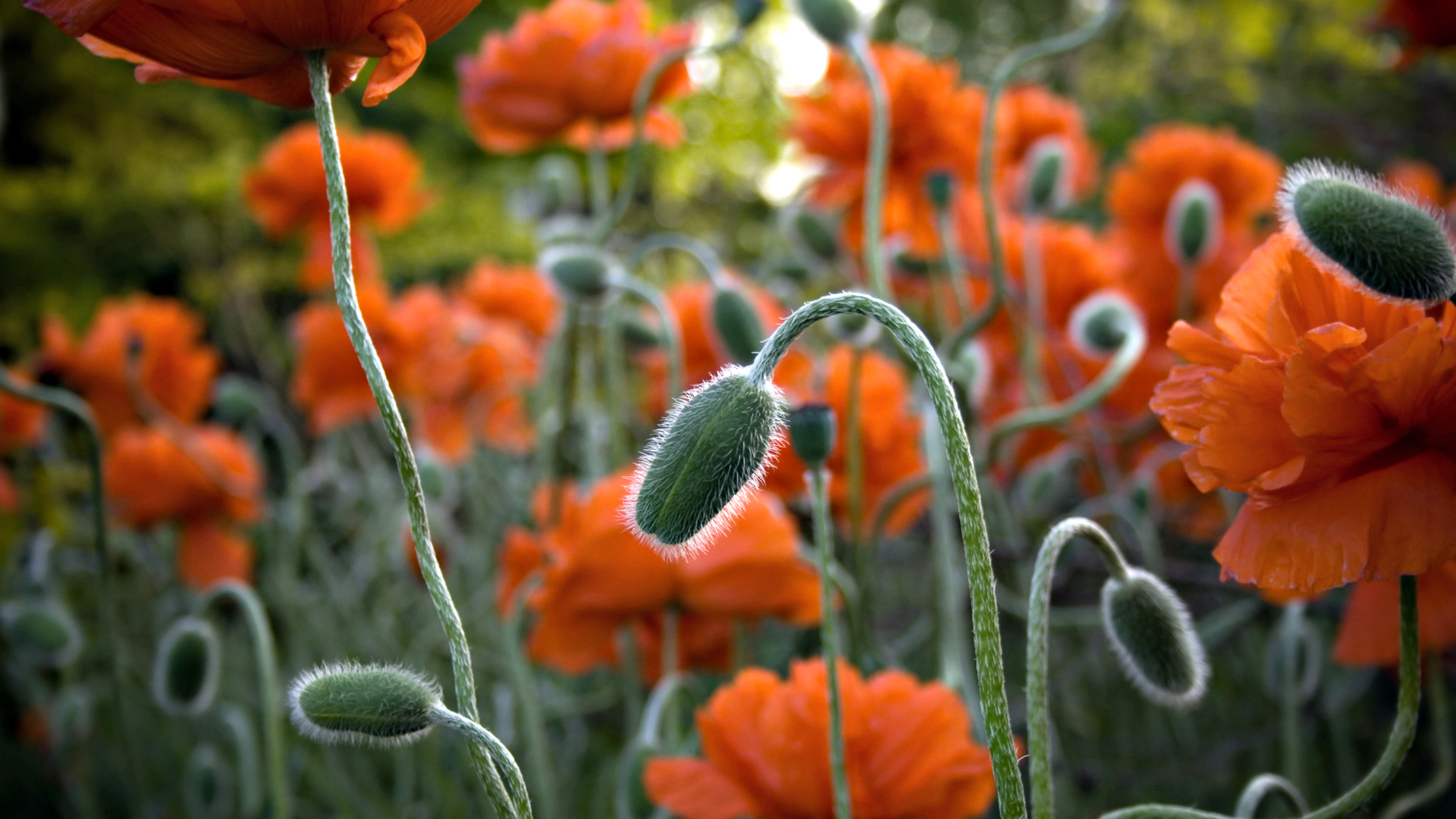 Free download wallpaper Flower, Earth, Poppy on your PC desktop