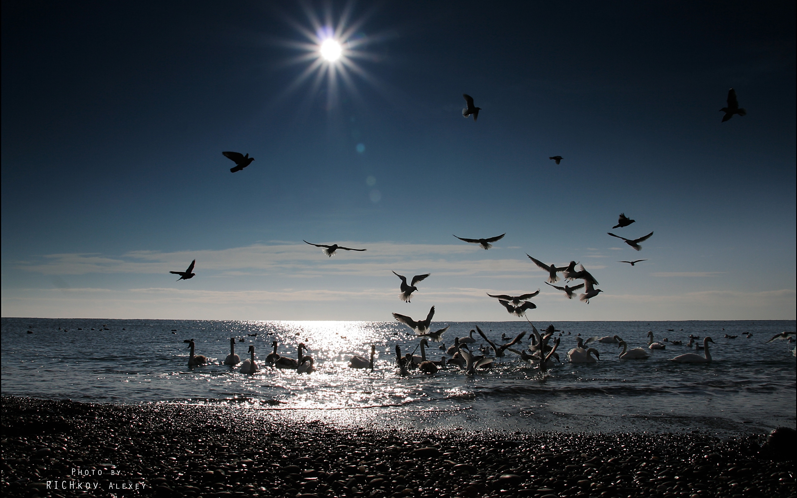 beach, landscape, birds, water, sea, sun for android