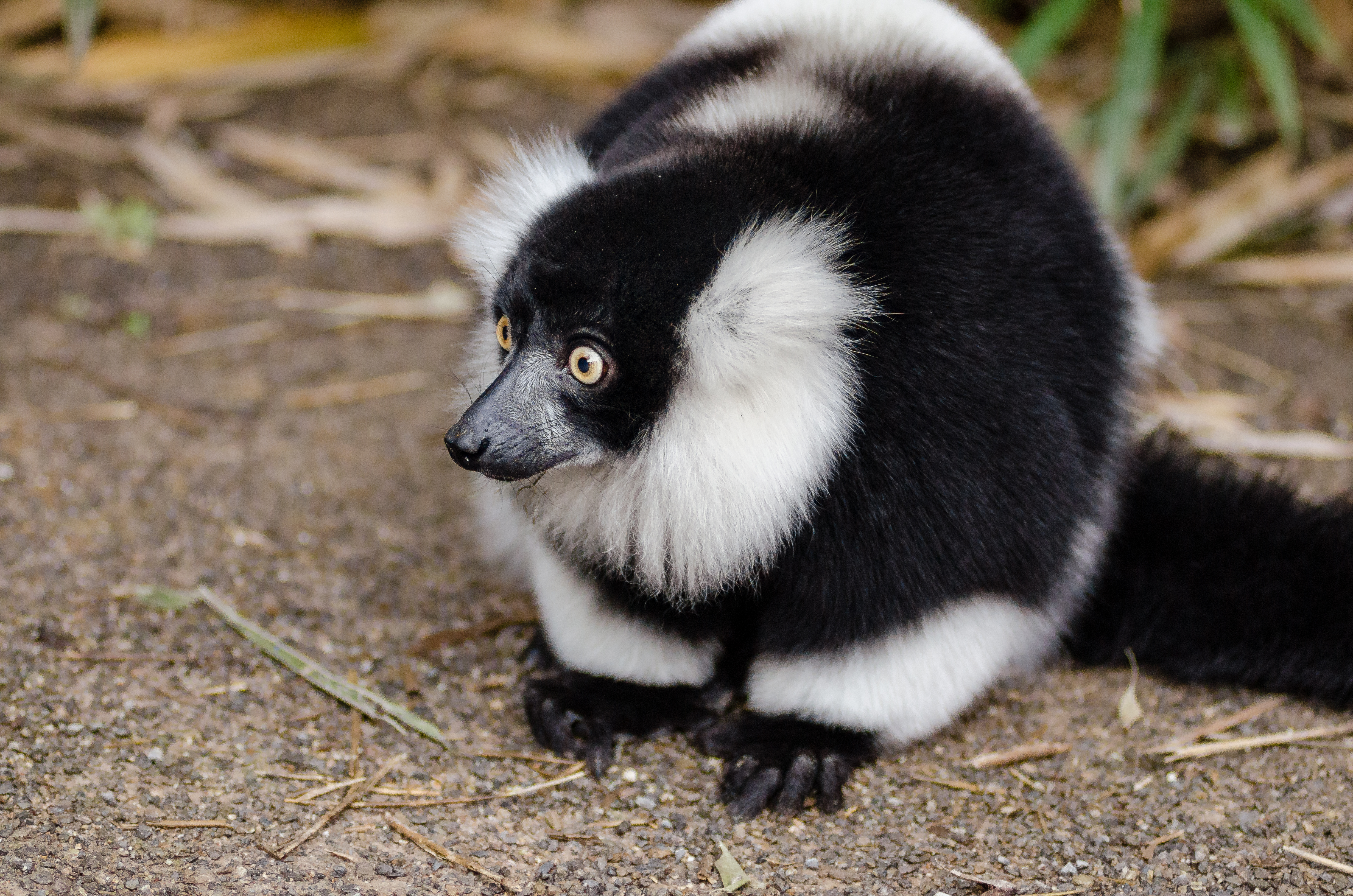 102612 Hintergrundbild herunterladen lemur, tiere, überraschung, erstaunen, lemurenkoch, lemur vari - Bildschirmschoner und Bilder kostenlos