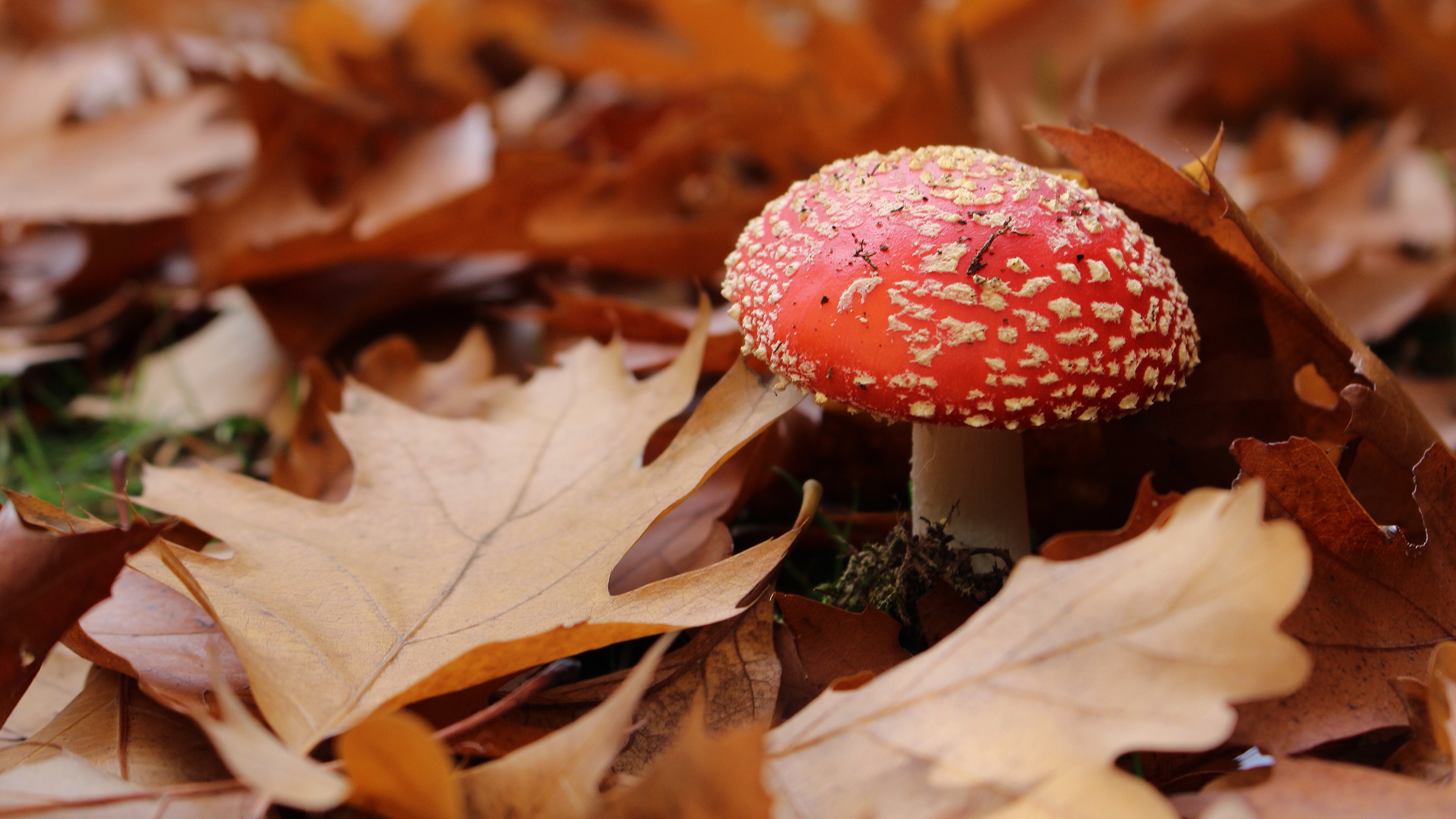 Download mobile wallpaper Nature, Close Up, Leaf, Fall, Earth, Mushroom for free.