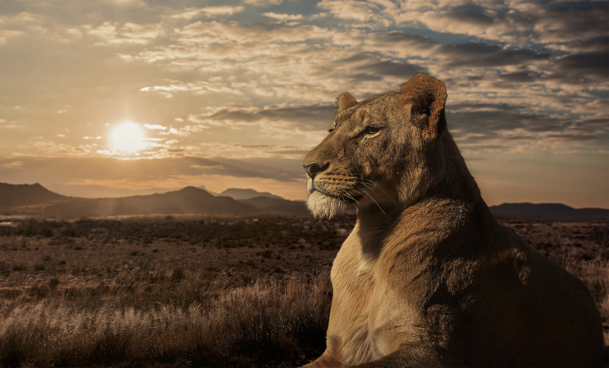 Download mobile wallpaper Cats, Sunset, Lion, Lioness, Animal, Savannah for free.