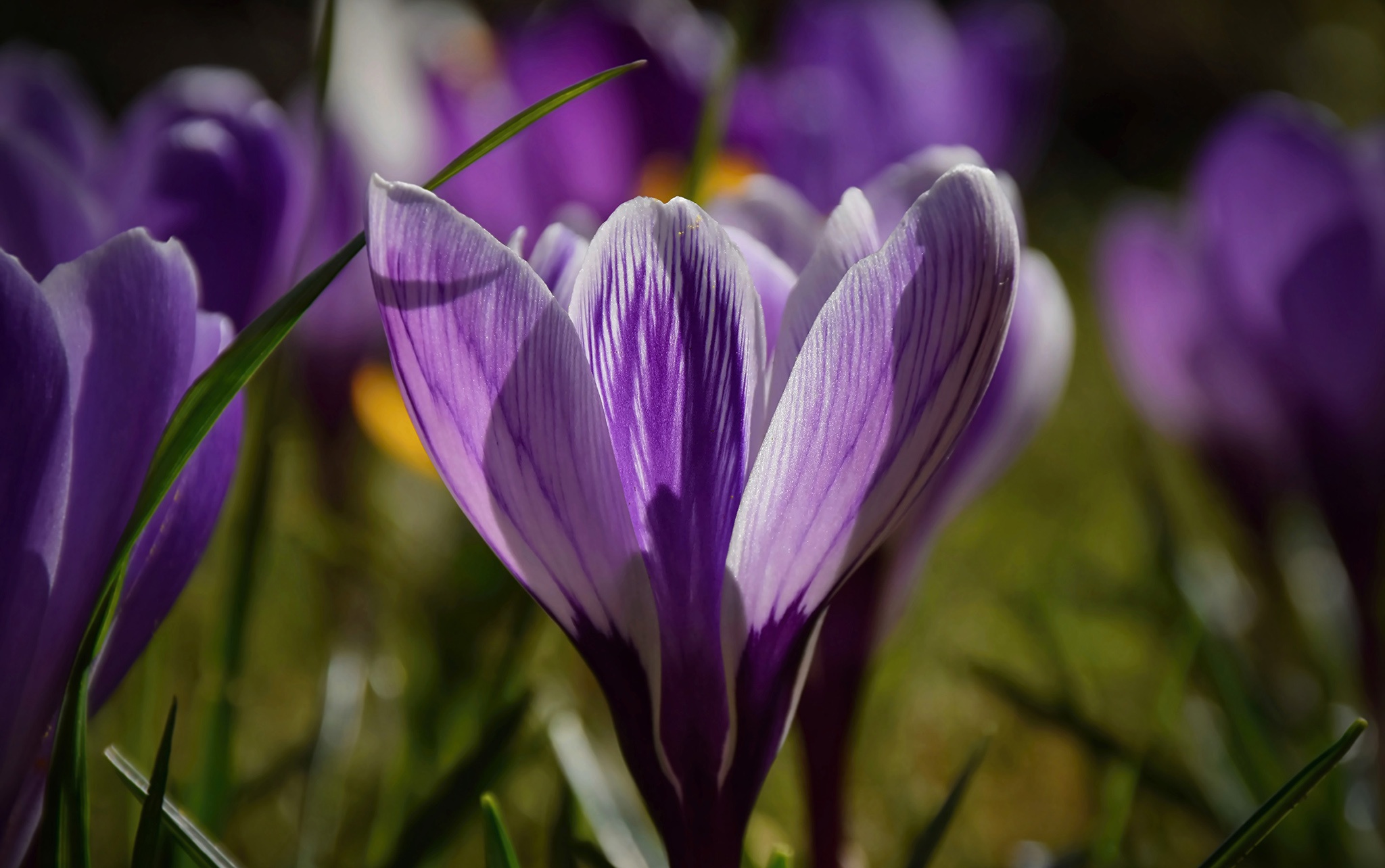 Free download wallpaper Flowers, Earth, Crocus on your PC desktop