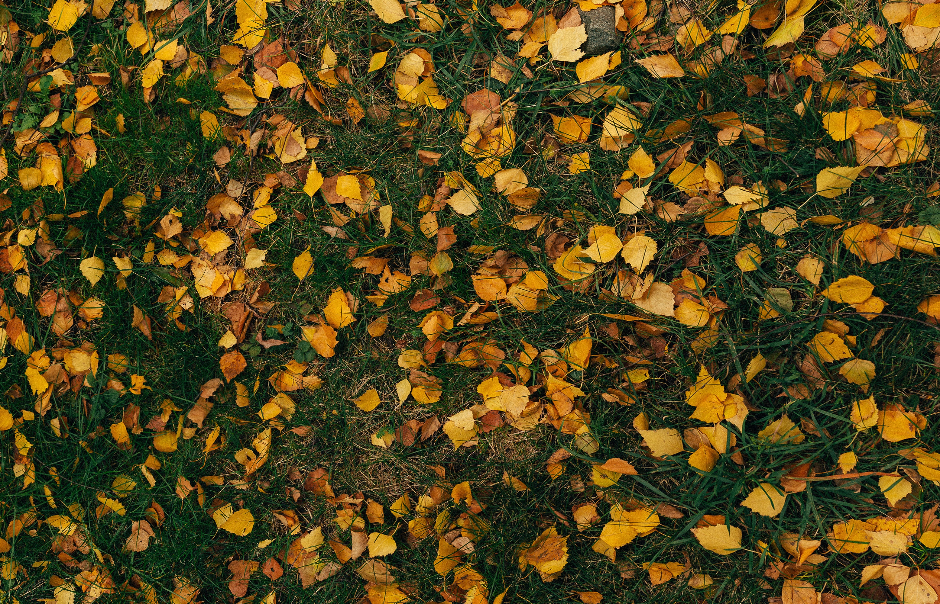 Download mobile wallpaper Autumn, Nature, Grass, Leaves for free.