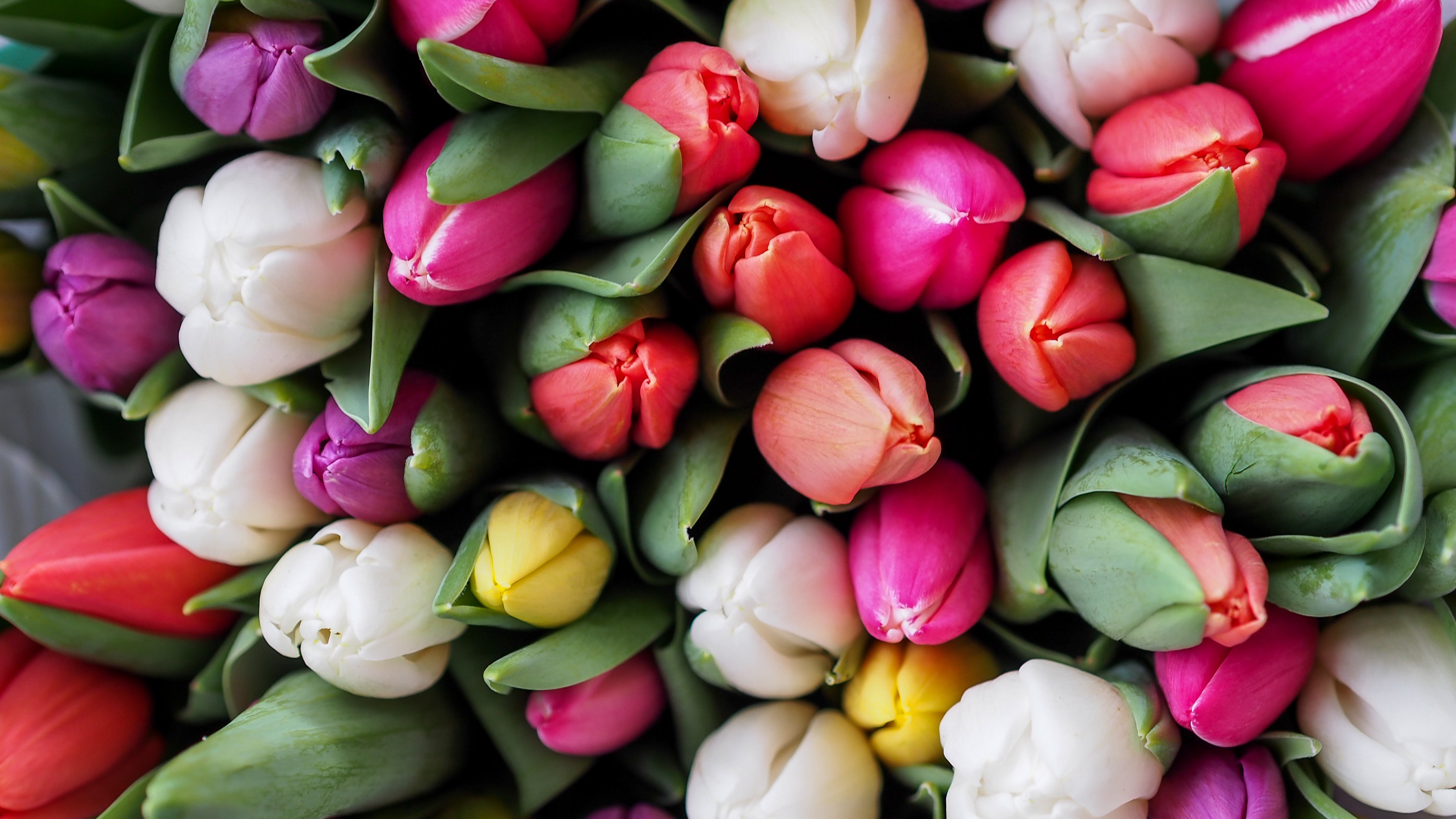Baixe gratuitamente a imagem Flores, Flor, Cores, Colorido, Tulipa, Terra/natureza na área de trabalho do seu PC