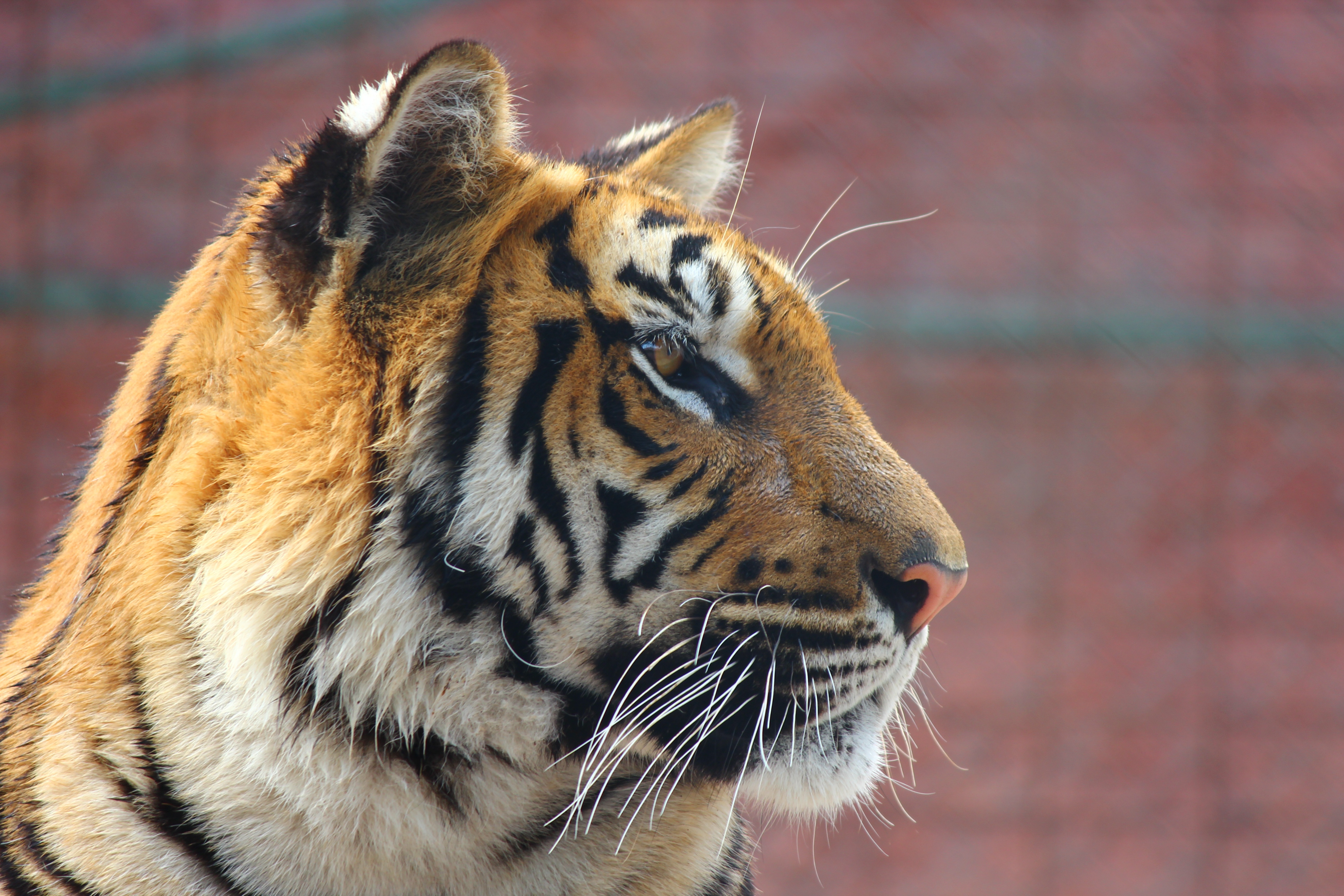 Baixe gratuitamente a imagem Animais, Gatos, Tigre na área de trabalho do seu PC