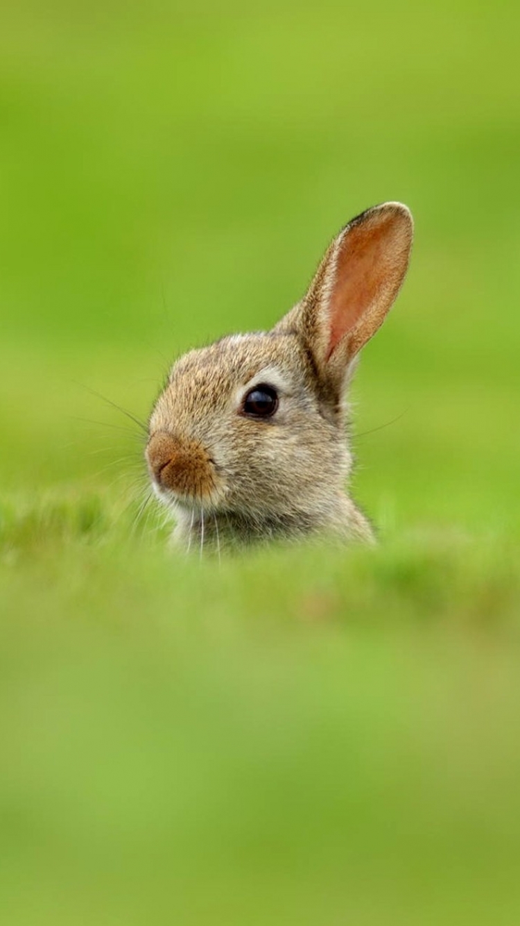 Download mobile wallpaper Funny, Animal, Meadow, Hare for free.